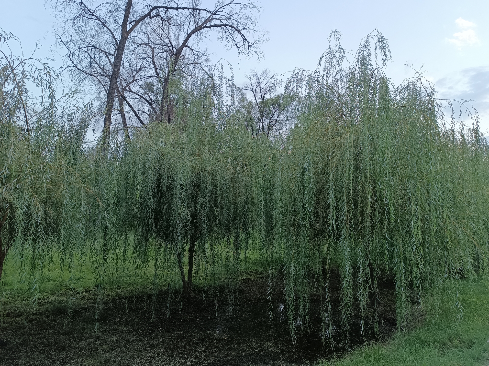The image shows a group of weeping willow trees with their branches hanging down, obscuring the ground beneath them. The trees are situated in a natural area, likely a park or a riverside, with a body of water visible in the foreground. The sky above is overcast, suggesting a cloudy day. The overall scene is one of lush greenery and natural beauty.