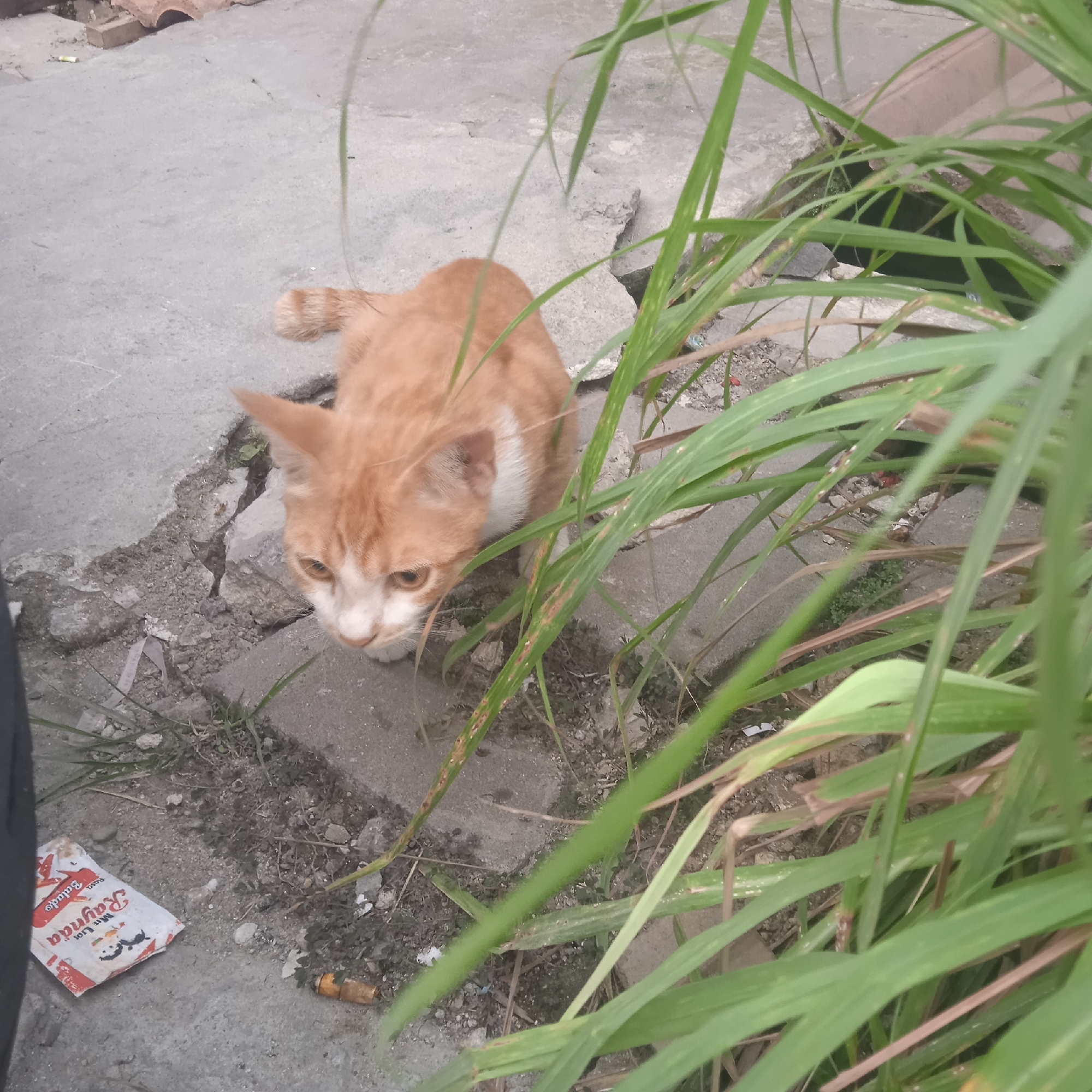 A ginger and white cat is crouched on a cracked concrete surface, its body angled towards the left of the frame. Its gaze is directed downwards, slightly to its right. The cat is surrounded by tall, green grass blades that obscure parts of its body and the surrounding environment. In the lower left corner, a crumpled packet with red and white branding is visible on the concrete. Further to the right, near the bottom of the frame, a discarded cigarette butt lies on the ground. The background shows more cracked concrete and some debris. The overall scene appears to be an outdoor urban environment, possibly in Situterate, Indonesia, given the context.