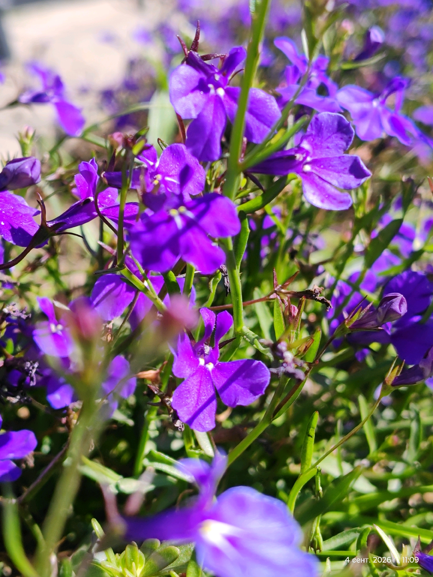The image shows a close-up of vibrant purple lobelia flowers in bloom. The flowers have delicate petals and are clustered together on slender green stems, with other foliage visible in the background. The lighting suggests a bright, sunny day, casting some shadows and highlighting the textures of the petals. A timestamp "4 сент. 2026 г. 11:09" is present in the bottom right corner, indicating the date and time of the photograph. This image appears to be taken in a garden or park setting, possibly in Astana, Kazakhstan, given the timestamp format. There are no people or animals present in the frame.