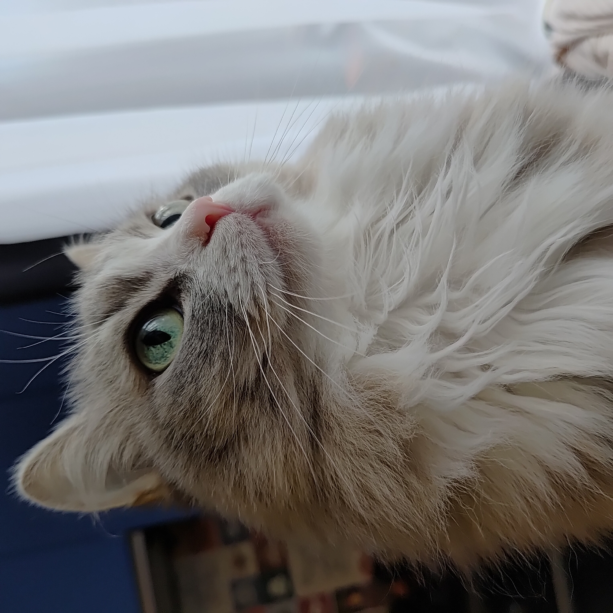 The image shows a close-up of a fluffy, long-haired cat with striking green eyes and a pink nose. The cat is looking upwards and to the right. The background is blurred, with a white curtain on the right and a dark blue surface on the left, possibly a wall or furniture. There are hints of objects on the left side, out of focus. There is no indication of the location being in Марковский, Russia.