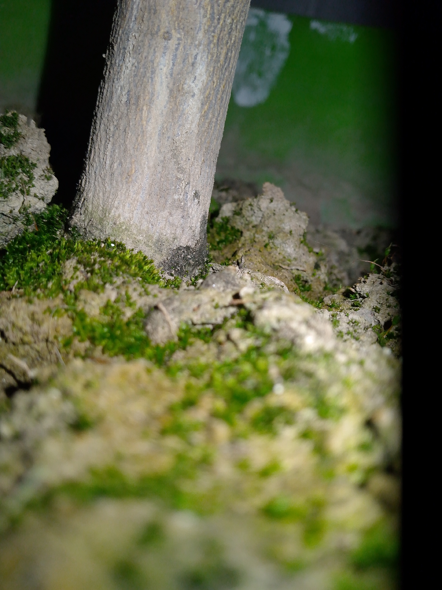 The image depicts a close-up, low-angle view of the base of a tree trunk, located in Unknown, Unknown. The central subject is a vertical light grey-brown tree trunk with textured bark, positioned on an uneven ground surface. Vibrant green moss extensively covers patches of the ground around the trunk, interspersed with irregular light grey and brownish soil clods or small rocks. The immediate foreground is out of focus, showing blurry patches of green and yellowish-brown ground cover. In the upper right background, a distinct, blurred green surface, possibly a wall, is visible with a white, indistinct mark on it. The upper left and far right portions of the background are obscured by deep shadow. No people, discernible actions, or interactions are present within the scene.