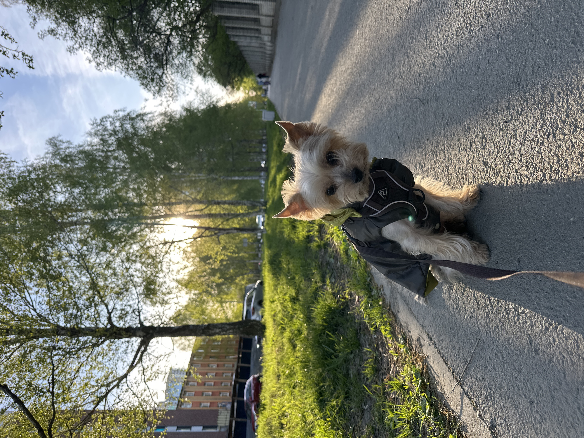 A small, tan-colored dog with a dark harness sits on a concrete sidewalk. A leash extends to the right edge of the image. The sidewalk is bordered by green grass. Behind the grass are trees with fresh green leaves, sunlight filtering through the branches. In the background are buildings, including a red brick apartment building. The scene appears to be a parkway in Yekaterinburg, Russia. A narrow path lined with trees and foliage is visible in the distance. The photo is taken at eye-level.