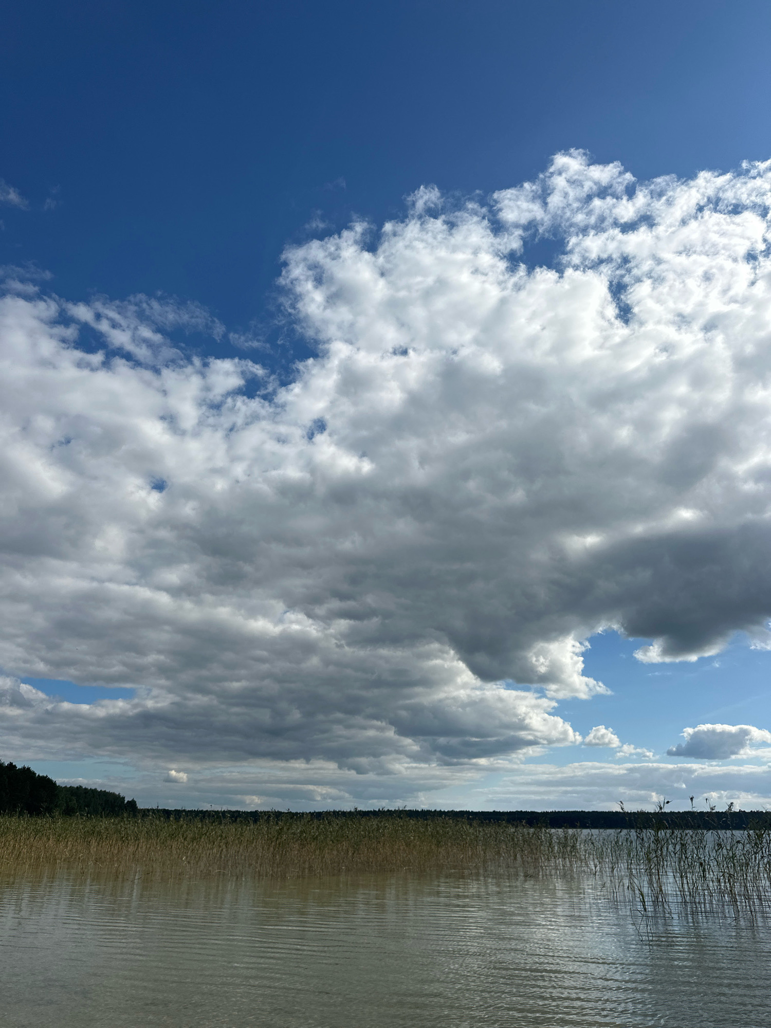 A vertical, eye-level, full-shot photograph depicts a serene lake scene under a partly cloudy sky. The upper half of the image is dominated by a vast expanse of deep blue sky, interrupted by large, puffy white and grey clouds that cast shadows on the water. The lower half features the calm surface of a lake, reflecting the sky and clouds with gentle ripples. Along the horizon, a dense line of dark green trees forms a distant shoreline, with a fringe of tall, dry reeds and grass along the immediate edge of the lake. The overall impression is one of natural tranquility. This scene is located in the Мядзельскі сельскі Савет, Belarus.
