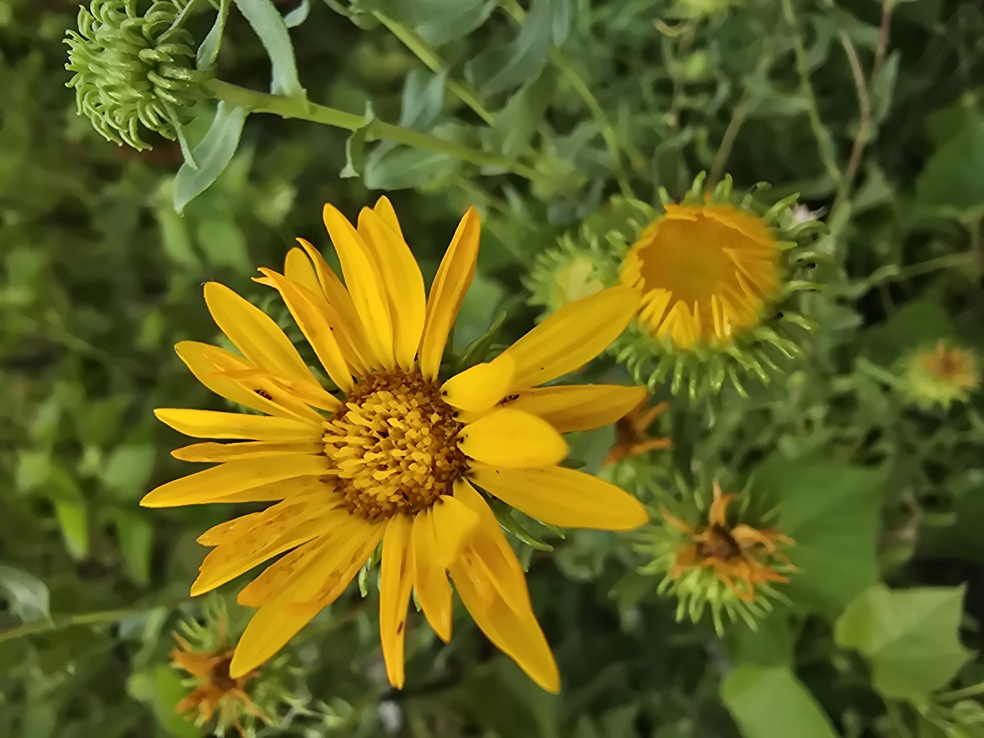 The image depicts a close-up view of a yellow sunflower in an outdoor setting. The sunflower is in full bloom with numerous petals radiating outwards from a central disc. Several other smaller, developing flower buds are visible in the background, along with lush green foliage. The overall environment suggests a garden or a natural green space. There is no indication of the city of Vyshneve, Ukraine, in the image itself.