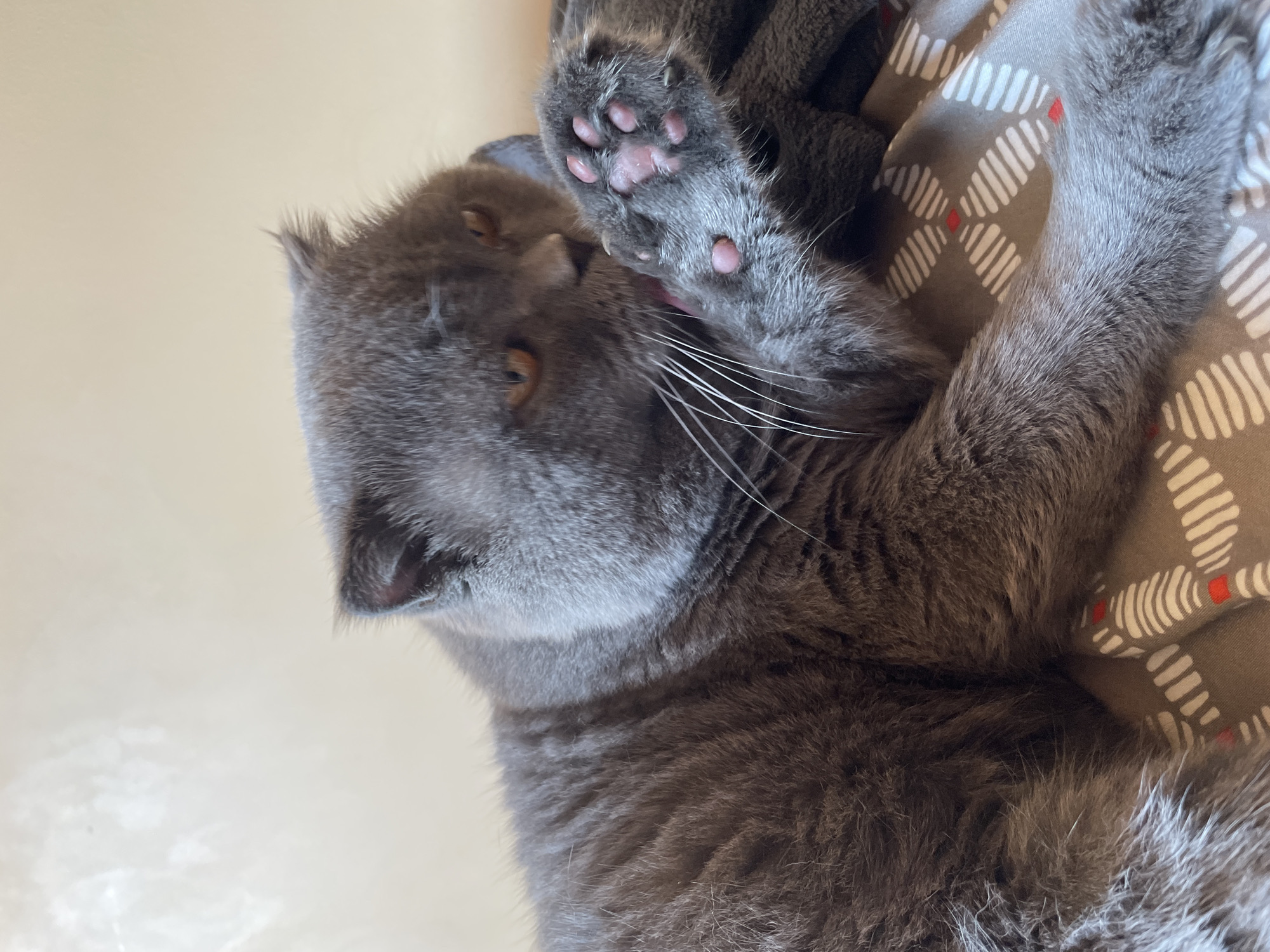 A grey cat with orange eyes is grooming its paw. The cat is lying on a patterned blanket. The background is a plain, light-colored wall.