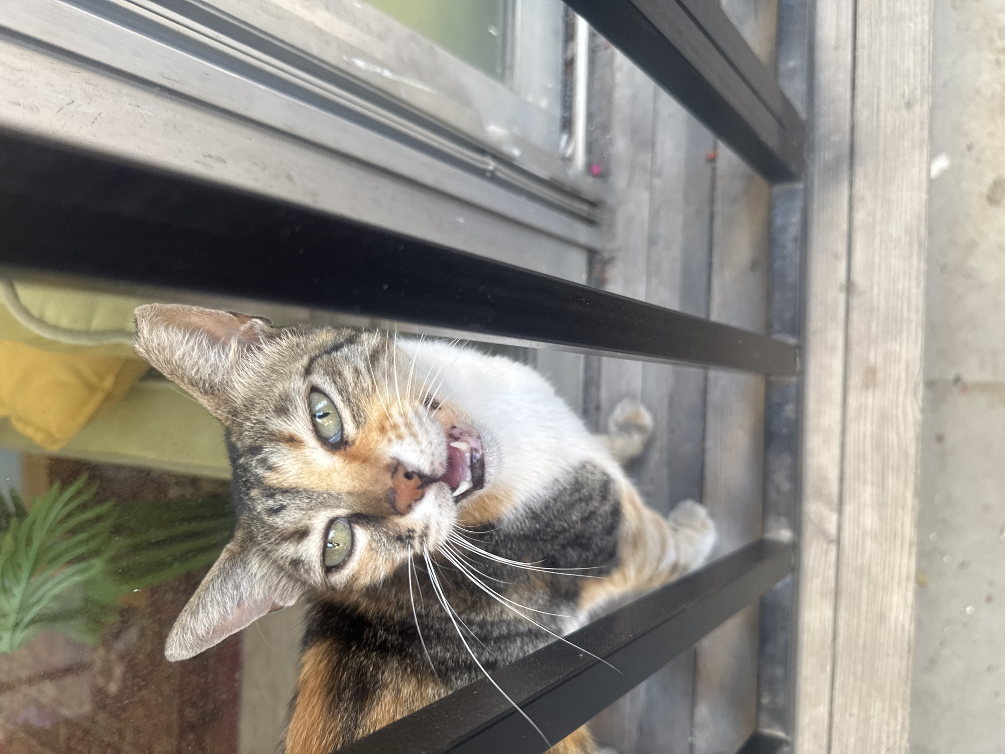 A calico cat with green eyes is the main subject of this close-up, high-angle shot. The cat's mouth is open, revealing its teeth and tongue, and its whiskers are prominent against its face. The cat appears to be looking up and to the left of the camera. Its fur exhibits a mix of tabby, white, black, and orange patches.
The setting appears to be outdoors, with a wooden deck or floor visible in the background. Several dark, horizontal bars are in the foreground, suggesting a fence or railing. To the left, there is a glimpse of a window with horizontal metallic blinds and what looks like a yellow object and some greenery behind the glass, possibly an indoor plant. The lighting suggests it is daytime, and the overall scene is outdoors. No text is visible in the image.