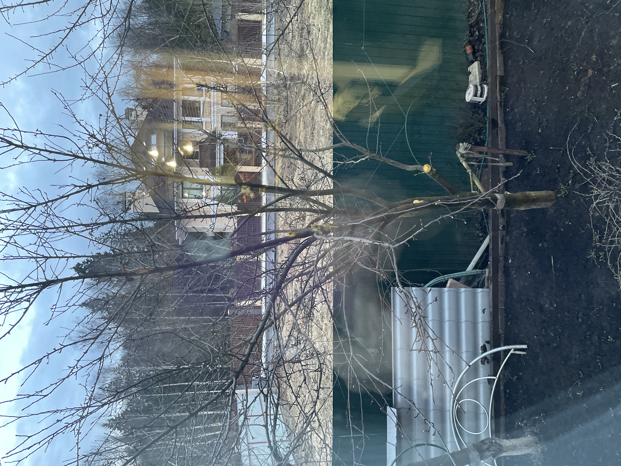 The image shows a view from a window in Лесной Пейзаж Кп (шарапово), Russia. Outside, there is a tree with bare branches in the foreground. Beyond the tree, a house is visible with lit windows. To the right, a green fence and a metal corrugated sheet are visible next to dark soil. A white metallic structure with curved bars stands near the sheet. There is a can and a small tool by a tree trunk that has been cut.
