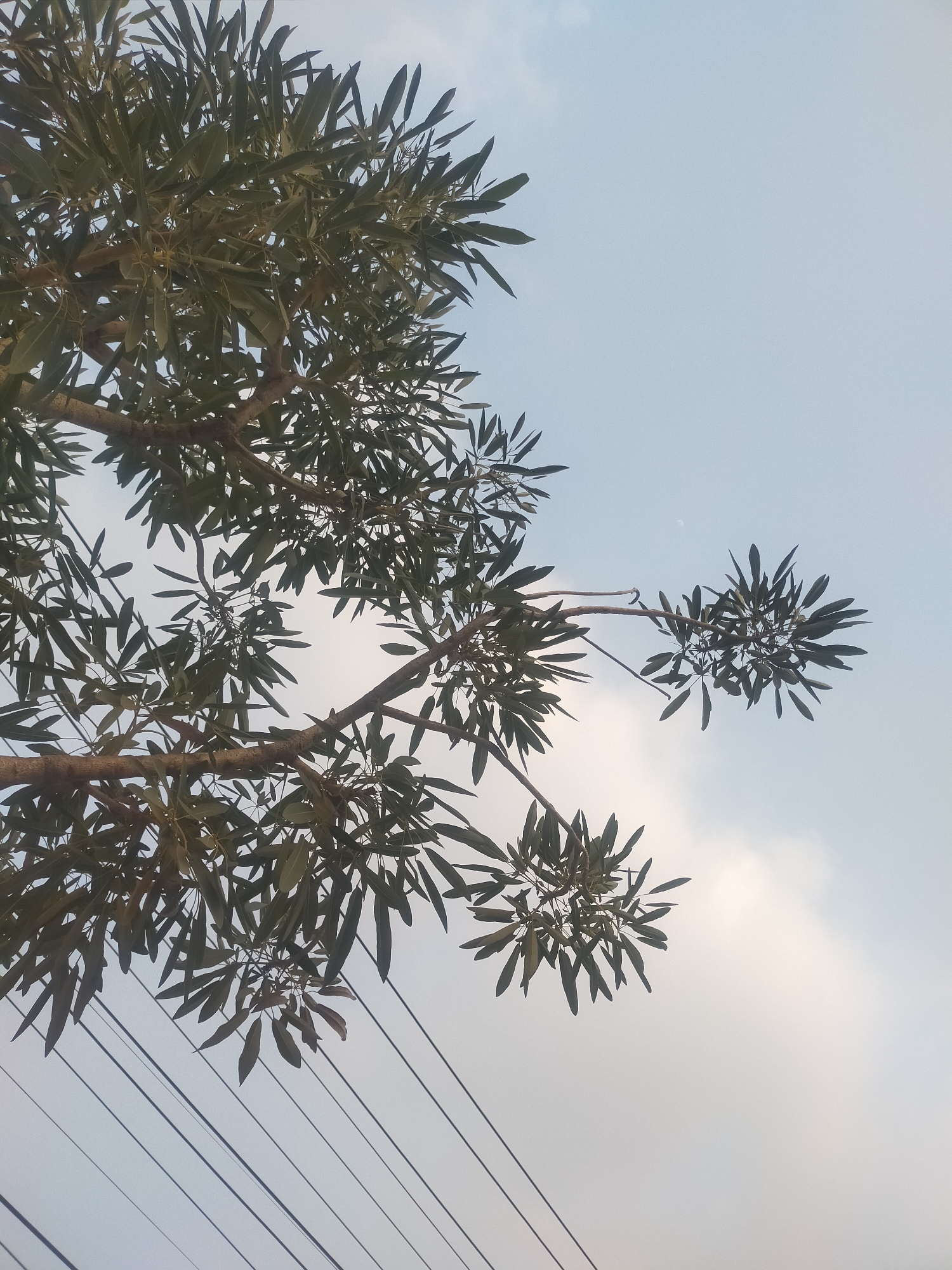 A low-angle shot looks up at the branches of a tree with dark green, elongated leaves against a pale blue sky. Several power lines run diagonally across the bottom and left portions of the image. The image appears to be taken in Slawi, Indonesia, given the context provided.