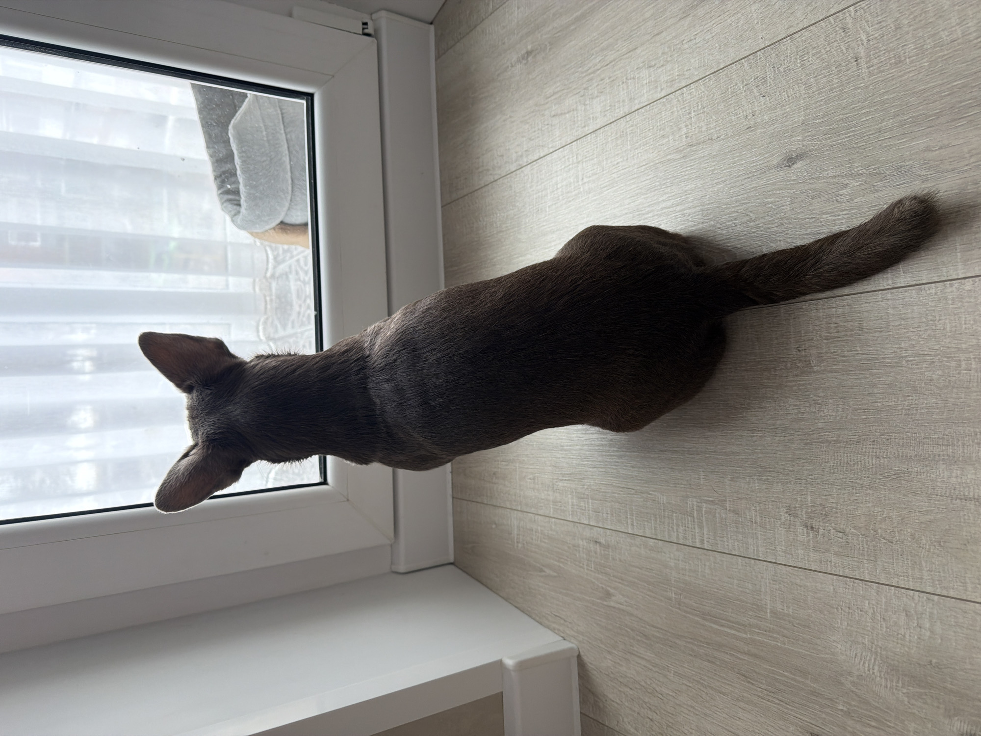 A brown cat is positioned at a window. The cat is seen from above, its head near the window pane and its tail extending towards the right edge of the frame. The cat is lying on a floor with a light wood grain pattern. The window frame is white. The location cannot be determined from the image, and no assumptions about the city of Votkinsk, Russia, can be made.