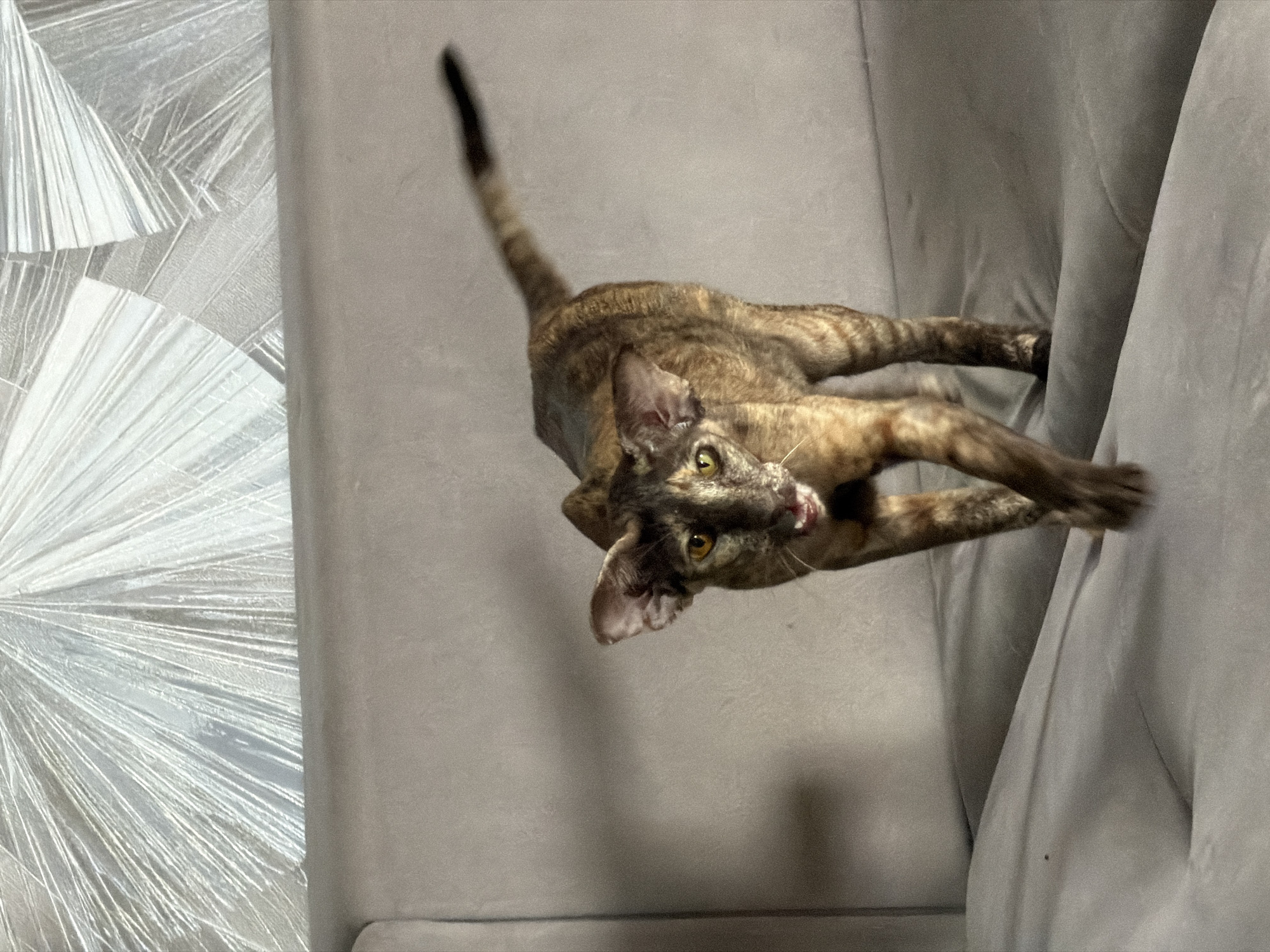 An Oriental Shorthair or similar breed cat, with a lean body and striking tabby/tortoiseshell markings, stretches across a gray upholstered sofa. The cat is positioned diagonally, arching its back with its hindquarters towards the top right and its head and front paws extending towards the bottom left. Its tail is raised and curves upwards, visible at the top center.
The cat has large, prominent ears, and its bright green-yellow eyes are focused directly on the viewer, conveying an alert and curious expression. Its mouth is slightly open, revealing a hint of its pink tongue, suggesting it might be mid-meow, stretching, or grooming.
To the left of the sofa, a decorative wall element is visible. It features intricate, radial patterns in a light, possibly metallic or reflective material, creating a starburst or fan-like design. The lighting is soft and even, illuminating the indoor scene. The sofa's texture is consistent with fabric upholstery. No visible text is present in the image. The scene depicts a playful or stretching moment of the cat within a modern home in Chaikovsky, Russia.