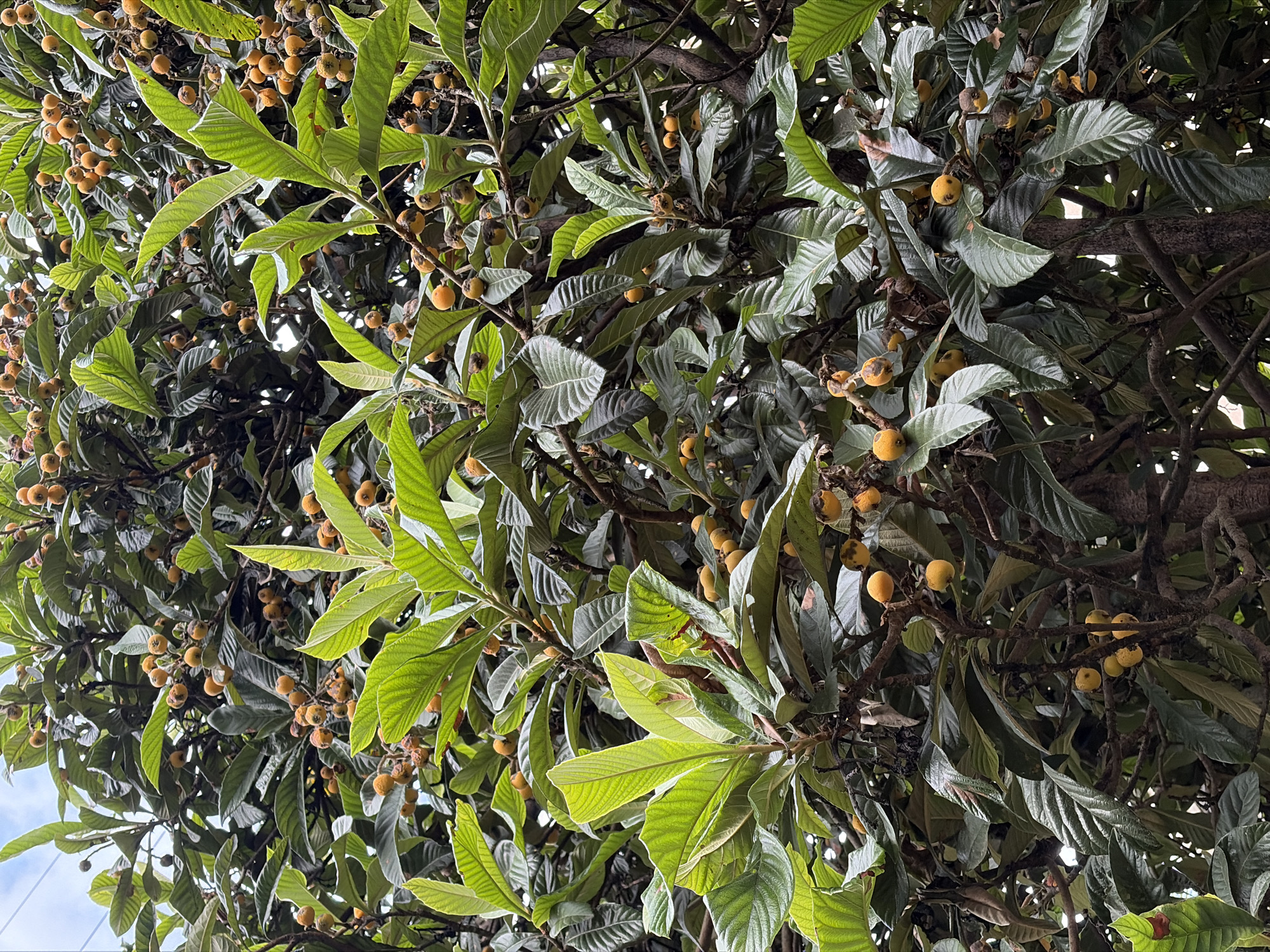 The image shows a close-up of a loquat tree laden with ripe, yellow fruit. The tree is dense with lush, green foliage and dark, gnarled branches. The loquats are clustered together, some appearing plump and others slightly shriveled. The background is blurred, suggesting the photo was taken in an outdoor setting, possibly a garden or park. The sky is visible in the upper left corner, appearing cloudy. The scene is consistent with a loquat tree in the city of Sochi, Russia, known for its subtropical climate that allows for the cultivation of such fruit-bearing trees. No people or animals are visible in the image. The lighting suggests it is daytime, with diffused sunlight filtering through the leaves.
