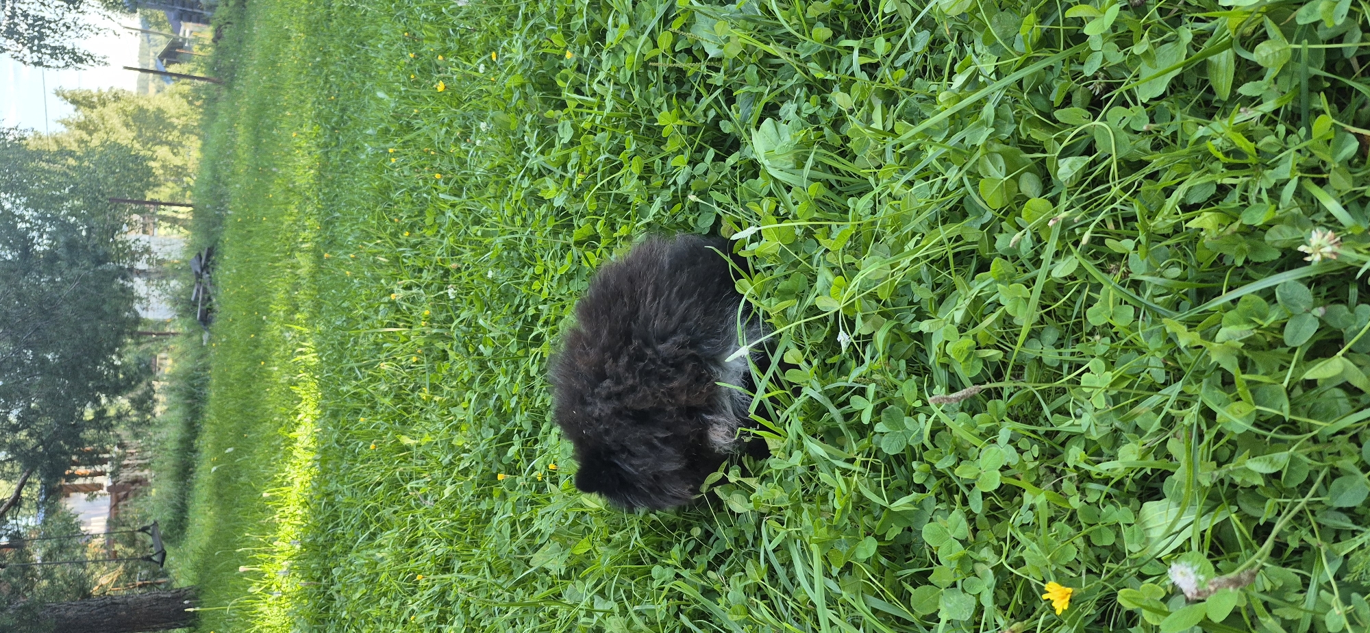 A black fluffy dog is resting in a patch of green grass and clover, with a few small yellow flowers scattered throughout. The dog's head is tucked towards its body, and its back is to the camera. The background shows trees and a wooden structure, possibly a house or shed, with a swing set visible on the left. The scene is set in an outdoor environment, likely a yard in Bezvodnoye, Russia, given the context.