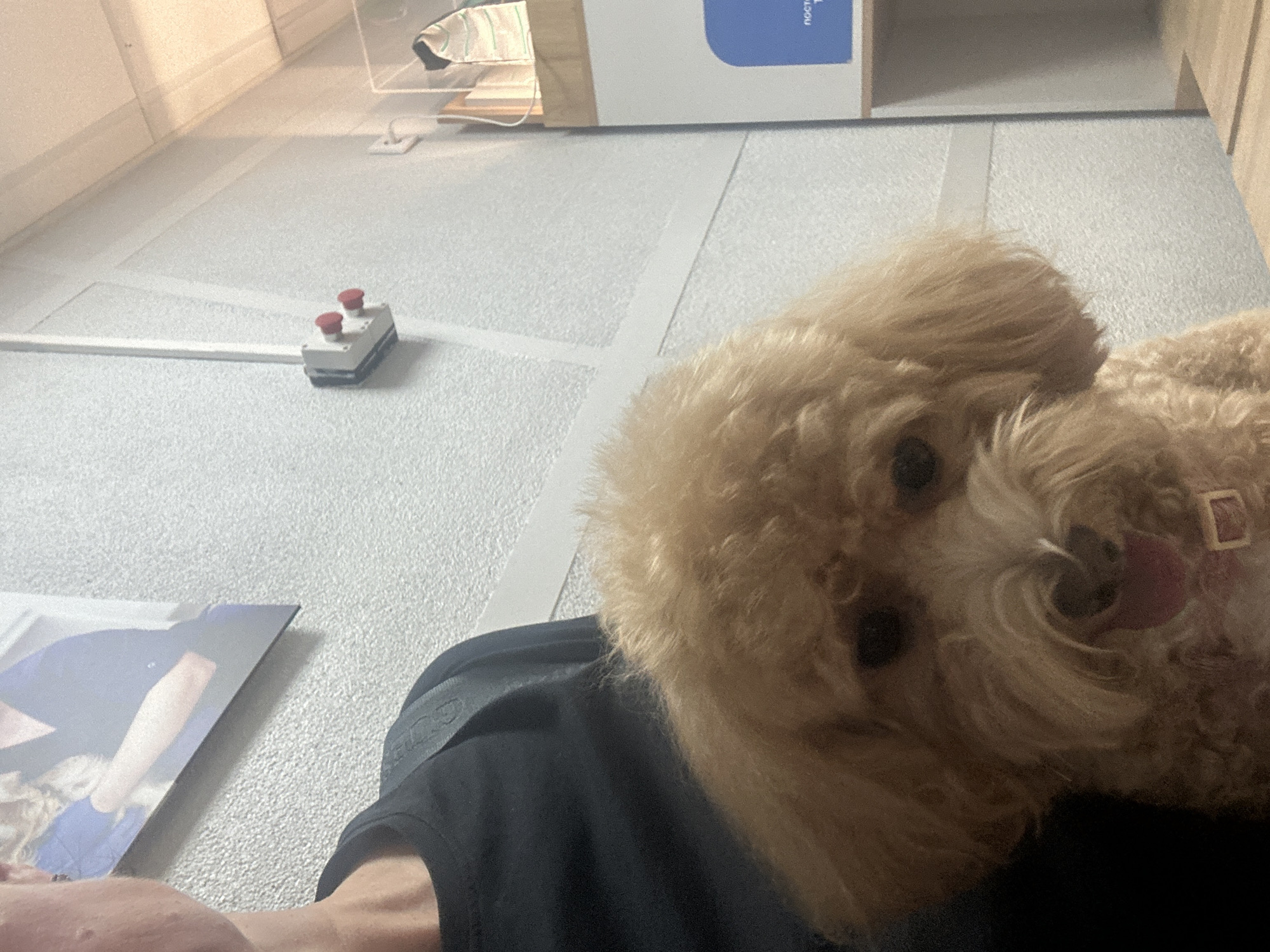 A light brown poodle mix dog, possibly a toy poodle or miniature poodle, is held by an unseen person. The dog is positioned in the foreground, looking directly at the camera with its tongue slightly out. It is wearing a light-colored collar. The person holding the dog is wearing a black t-shirt. In the background, there is a textured wall with some white paneling and a white tube conduit. A gray electrical box with two red buttons is visible on the wall. Further in the background, there is a shelf unit with some items on it, including what appears to be a white and green striped item. A poster with a picture of a person and a dog is mounted on the wall on the left side of the image. The overall environment suggests an indoor setting, possibly a waiting area or a clinic. There is no indication of location within Minsk, Belarus.