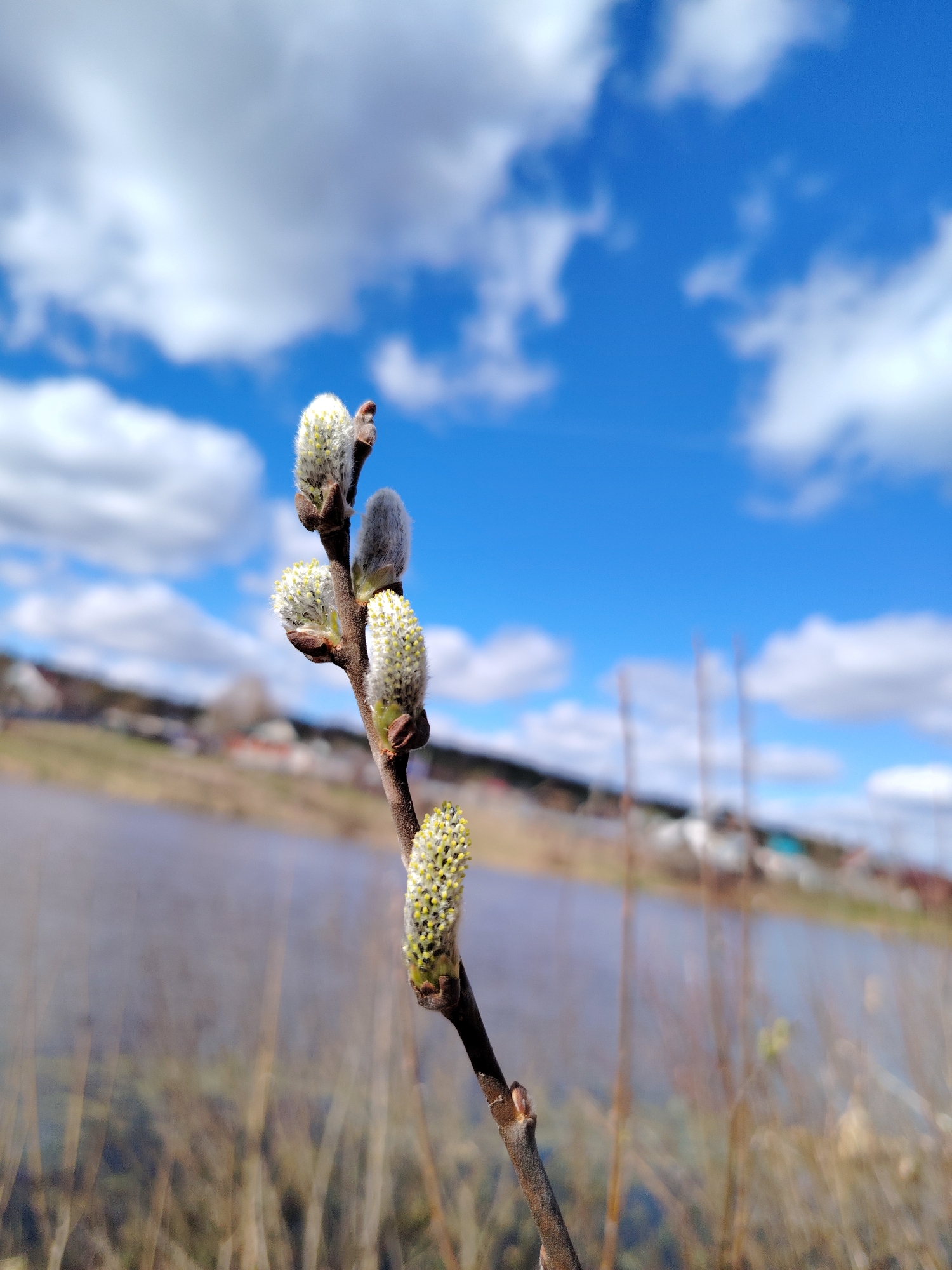 A close-up shot captures a sprig of pussy willow in sharp focus, set against a blurred background. The buds of the willow are in various stages of bloom, some still tightly closed with soft, silvery fur, while others have begun to open, revealing small yellow stamens. The sprig is a slender, brown branch. The background is blurred, showing a body of water, likely a river or lake, and beyond that, a rural landscape with indistinct houses and trees. The sky is bright blue with scattered white clouds. The location is Unknown, Unknown.