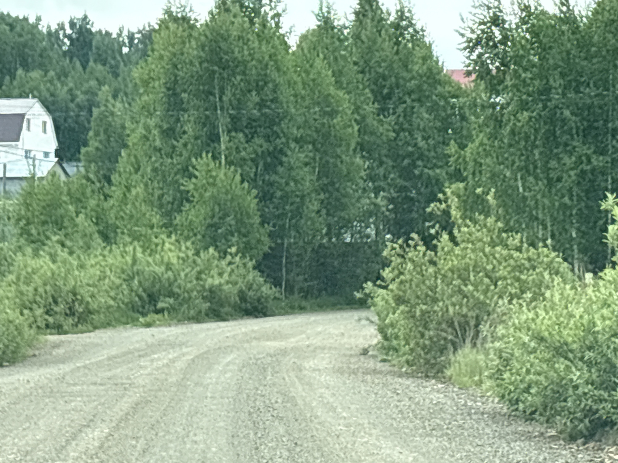 A gravel road curves through a wooded area. Green trees and bushes line the road. A building with a white exterior is visible in the background on the left, and a red roof can be glimpsed through the trees on the right. The sky is overcast. The location is in the city of Unknown, Unknown.