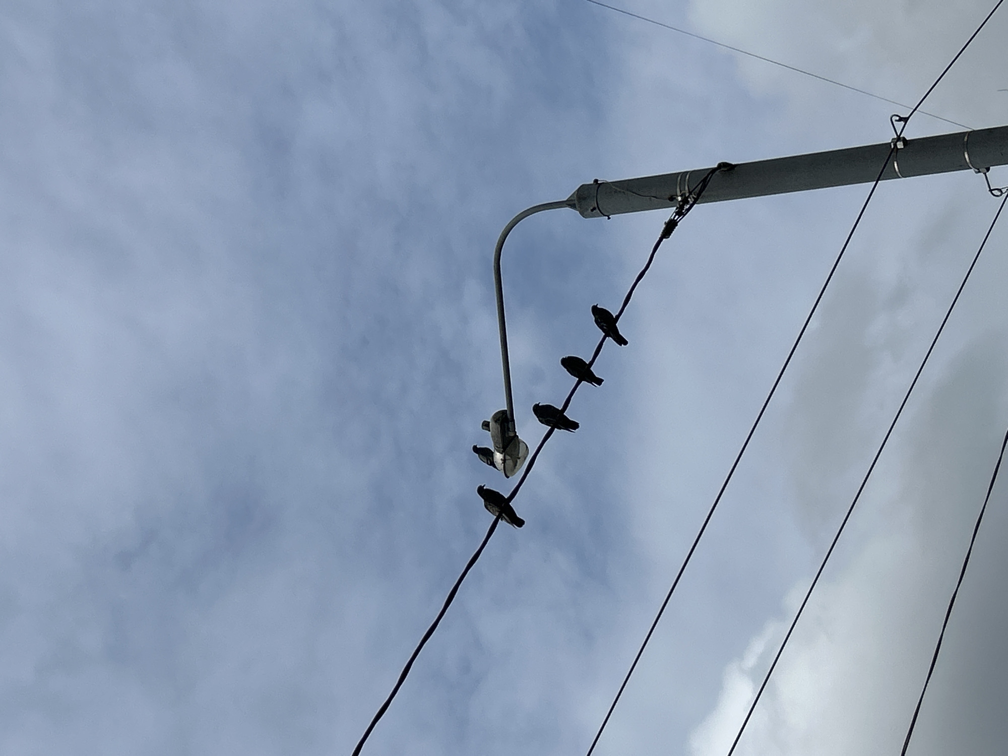 A street lamp with a curved arm is visible against a cloudy sky. Six pigeons are perched on the wires below the lamp, some in a line and others clustered near the lamp itself. The lamp pole extends vertically down the right side of the frame. Multiple electrical wires crisscross the scene. The location is Moskovskiy, Russia.