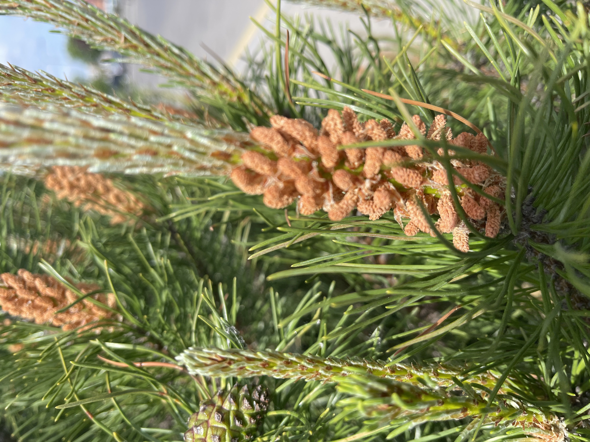 A close-up, brightly lit photograph captures a section of a pine tree branch, showcasing its distinctive foliage and reproductive structures. The primary subjects are the vibrant green, needle-like leaves, arranged in clusters along the branch, and several prominent clusters of light brown, ovoid male strobili. These strobili, often referred to as male cones, have a fuzzy, textured appearance and are densely packed along the new growth shoots.
In the lower portion of the image and highlighted in some of the provided crops, a developing green female pine cone is visible, characterized by its distinct, tightly arranged scales. The overall composition emphasizes the intricate details of the pine's new growth and reproductive cycle.
The scene is set outdoors under bright, clear daylight, indicated by the crisp illumination and visible shadows. The background is softly blurred, hinting at a distant, possibly paved surface like a road or sidewalk, and a bright sky, suggesting an urban or suburban park-like environment. No specific activity or event is depicted beyond the natural growth and reproductive stage of the tree. There are no people, animals, or discernible text present in the image.