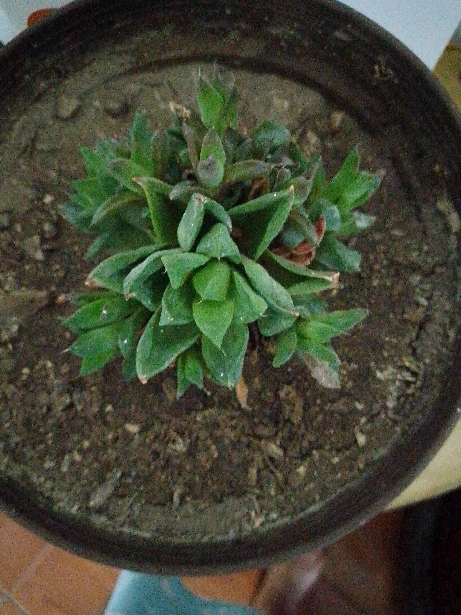 The image depicts a potted succulent plant, viewed from directly above, situated indoors. The plant has a compact, rosette-like structure with many pointed, green leaves clustered together, some with browning tips. The potting soil is dark brown and appears dry, with small, scattered particles. The pot itself is dark, possibly ceramic, with a rounded shape. The background is blurred, but suggests a tiled floor and a partially visible blue object, possibly clothing. The location, city of Caracas, Venezuela, cannot be confirmed directly from the visual information present in the image.