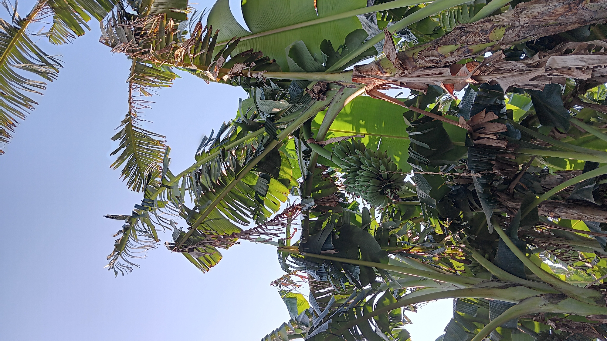 The image depicts a cluster of banana trees in Sonobekel, Indonesia. The trees are tall and leafy, with large green leaves dominating the frame. A bunch of green, unripe bananas is visible hanging from one of the trees. The sky above is clear and blue, suggesting a sunny day. The scene appears to be a natural, outdoor environment, possibly a farm or garden. There are no people or animals visible in the image.