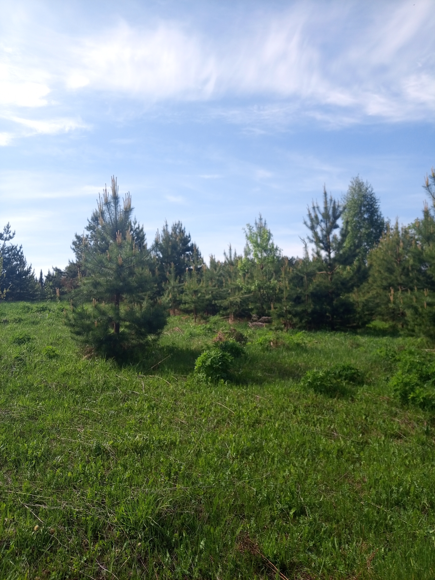 The image shows a grassy field in Ural'skoe, Russia. There are several young pine trees scattered throughout the field, with a denser grouping of trees in the background. The sky is blue with scattered clouds. The grass is green and appears to be recently cut. There are no people or animals visible in the image.