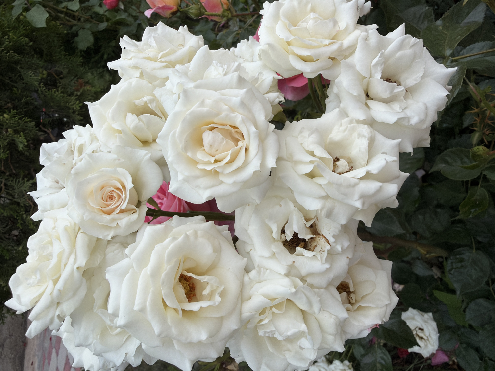A close-up, overhead shot features a dense cluster of white roses. The roses are varied in their openness, with some fully bloomed, revealing delicate stamen in their centers, while others remain more tightly budded. The petals are soft and layered, with a few showing slight browning or wilting, indicating a natural, perhaps slightly aged bloom.
In the background, dark green foliage provides a stark contrast to the bright white of the roses. Hints of other colors, possibly pink and a muted peach, are visible peeking through the white blossoms, suggesting other flowers or variations within the bouquet. The lighting appears to be natural daylight, possibly overcast or diffused, as there are no harsh shadows. The overall mood is one of natural beauty and abundance. There is no visible text in the image. The setting appears to be an outdoor garden or floral arrangement.