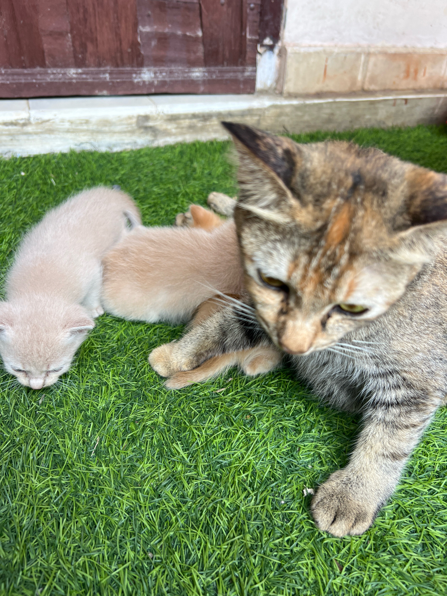 A calico cat lies on artificial turf, its head tilted down as it looks at two small, light-colored kittens nestled beside it. The kittens appear to be sleeping or resting. The cat's body is partially visible, showing its patterned fur and one paw. The background features a wooden structure and a light-colored wall. The scene is likely outdoors, possibly in a yard or patio area in Denpasar, Indonesia.