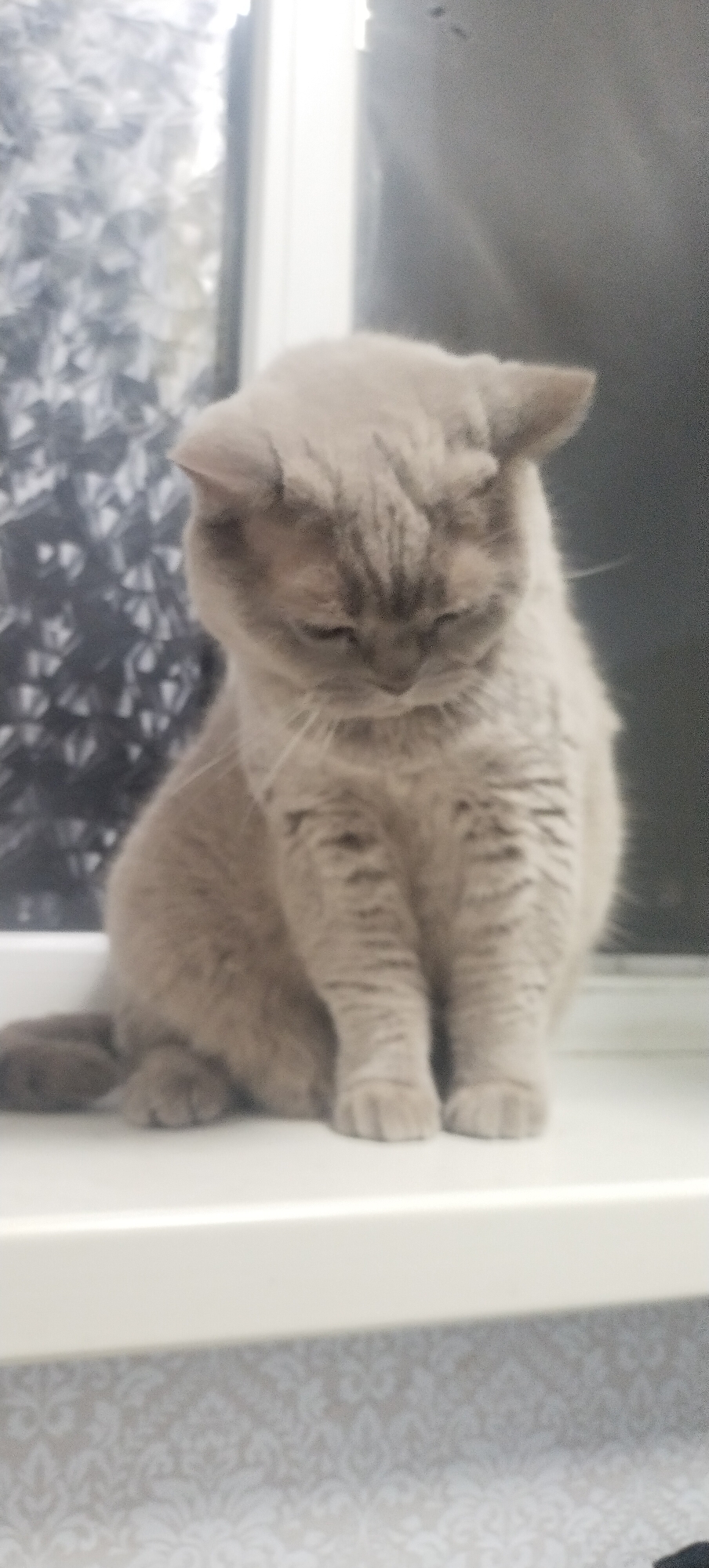 A light brown British Shorthair cat is sitting on a windowsill. The cat is looking downwards with its eyes closed. The cat's fur is short and thick. The windowsill is white and is located in front of a window with a patterned curtain. The background is blurred. The image appears to have been taken indoors. There is no information available about the specific location in the city of Pisochyn, Ukraine.