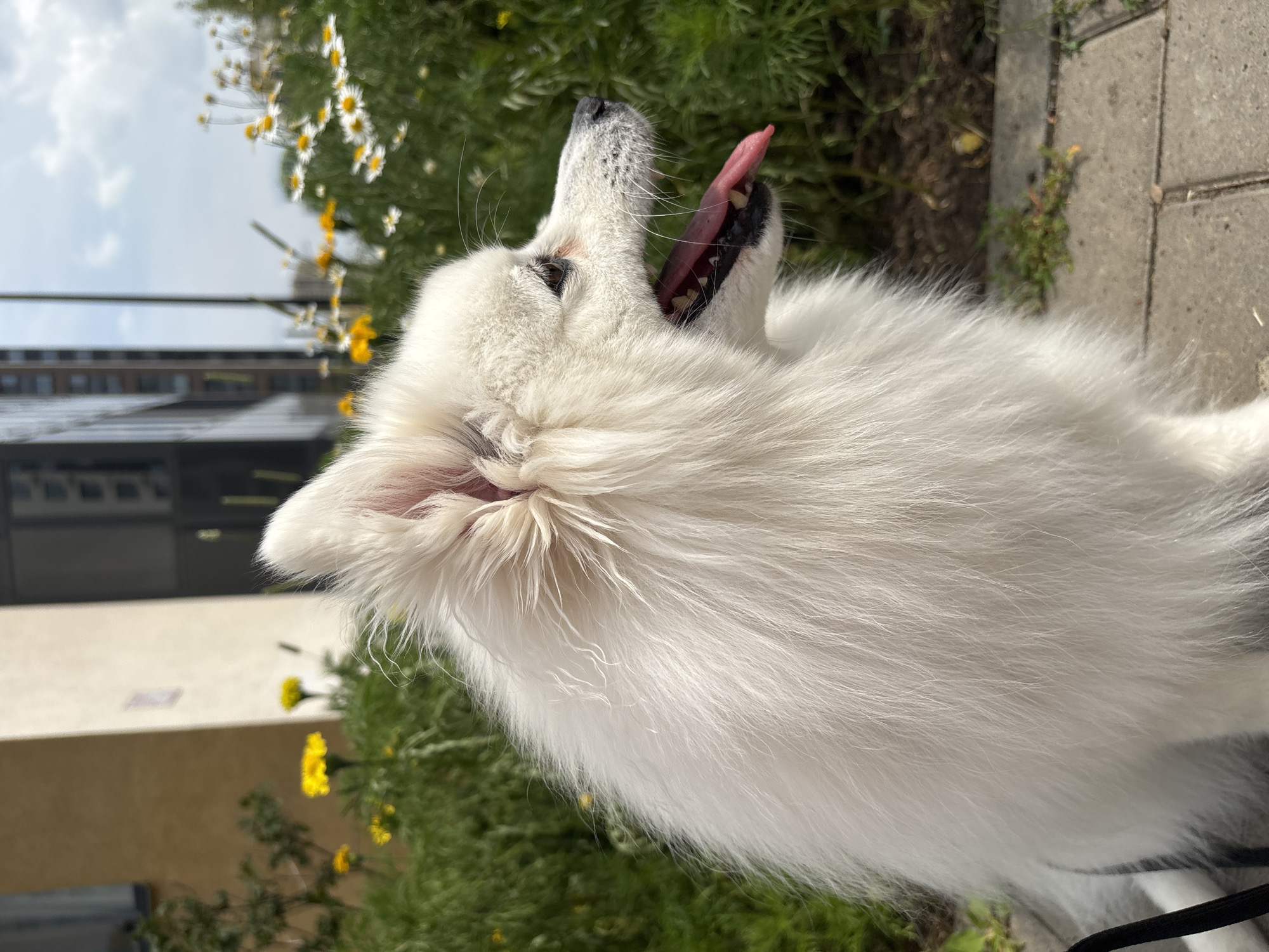 A medium shot, profile view captures a fluffy white dog sitting outdoors on a paved surface. The dog's mouth is open, panting, with its tongue lolling out. Behind the dog, a lush green bush is adorned with yellow and white flowers. In the background, a tall modern building with dark windows stands against a cloudy sky. The setting appears to be urban, possibly in Kazan, Russia, given the architectural style and vegetation.