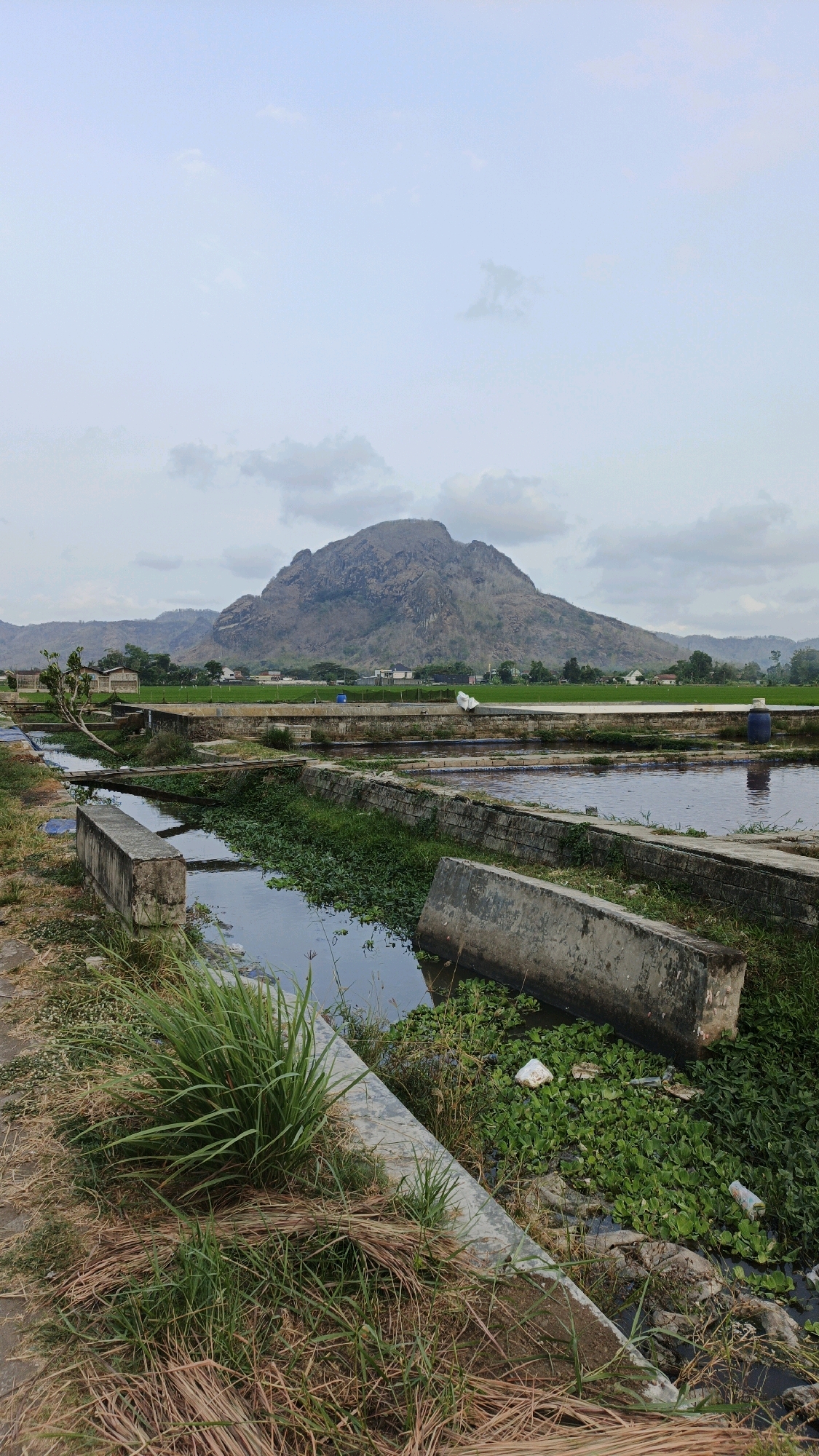 This is a vertical, eye-level, medium shot taken in the rural outskirts of Boyolangu, Indonesia. The scene depicts an aquaculture pond system situated in a landscape dominated by a large, rugged mountain in the background under a hazy, overcast sky. The foreground is occupied by the tiered concrete structures of the ponds, filled with dark water and aquatic vegetation. Dry grass and straw are scattered along the unpaved ground surrounding the ponds. A small, slender tree with sparse foliage grows from the bank of one pond, and a narrow wooden plank serves as a makeshift bridge. In the midground, distant rice paddies are visible, punctuated by a few buildings. The overall atmosphere is tranquil and rural.