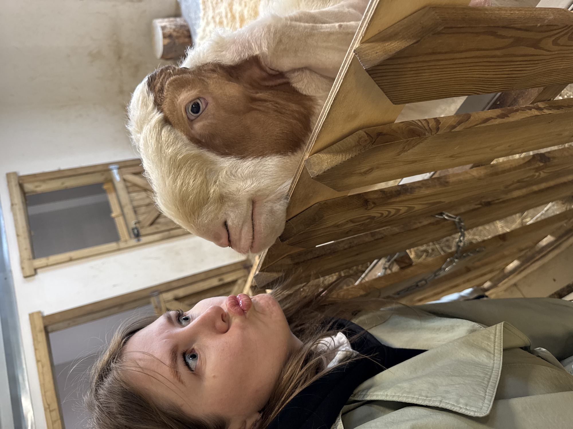 A young, light-skinned woman with blue eyes and light brown hair is making a kissing face towards a tan and white goat. The goat is resting its head on a wooden structure. The background includes a white wall and wooden doors. The scene appears to be indoors, possibly at a petting zoo in Perm, Russia.