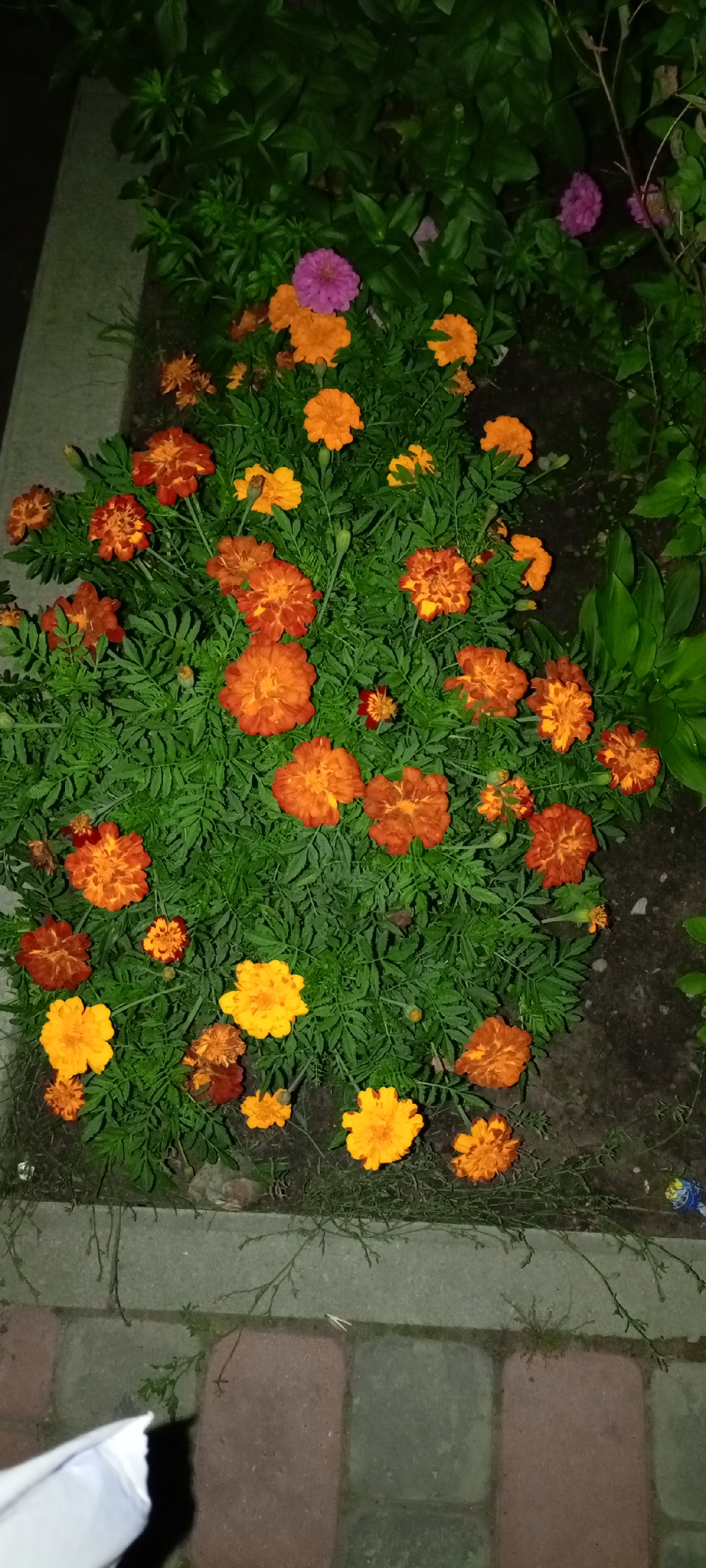 The image shows a close-up view of a flowerbed filled with marigolds and a single pink zinnia. The flowers are vibrant shades of orange, yellow, and pink, with dense green foliage. The flowerbed is bordered by a concrete curb and then a paved walkway made of rectangular bricks in various shades of gray and brown. In the background, dark green leaves and branches of other plants are visible. The lighting suggests it is dusk or nighttime, with artificial light illuminating the flowers. A corner of white paper is visible in the lower left of the frame, resting on the walkway. The scene appears to be in a public area or garden within the city of Kirsanov, Russia, given the context provided. There are no people or animals present in the image.