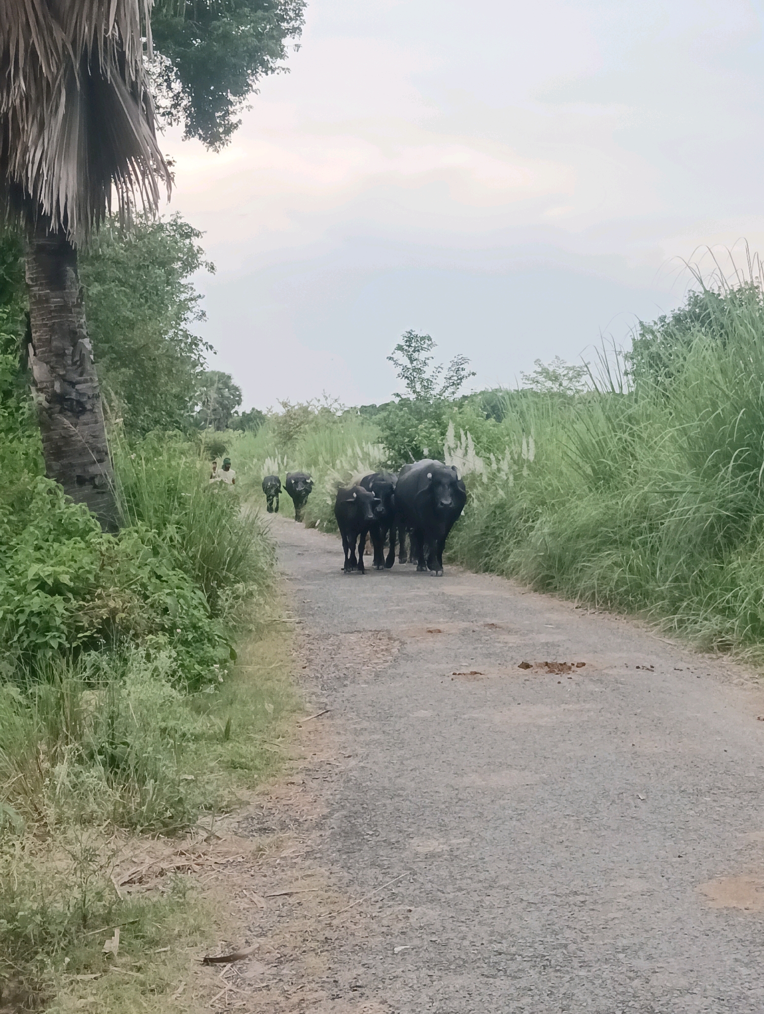In Pachua, India, a dirt road is bordered by lush green vegetation. A group of water buffaloes, led by an adult and followed by several younger ones, are walking down the road. A person is visible in the background, also on the road, seemingly herding the buffaloes. The sky above is overcast with clouds.