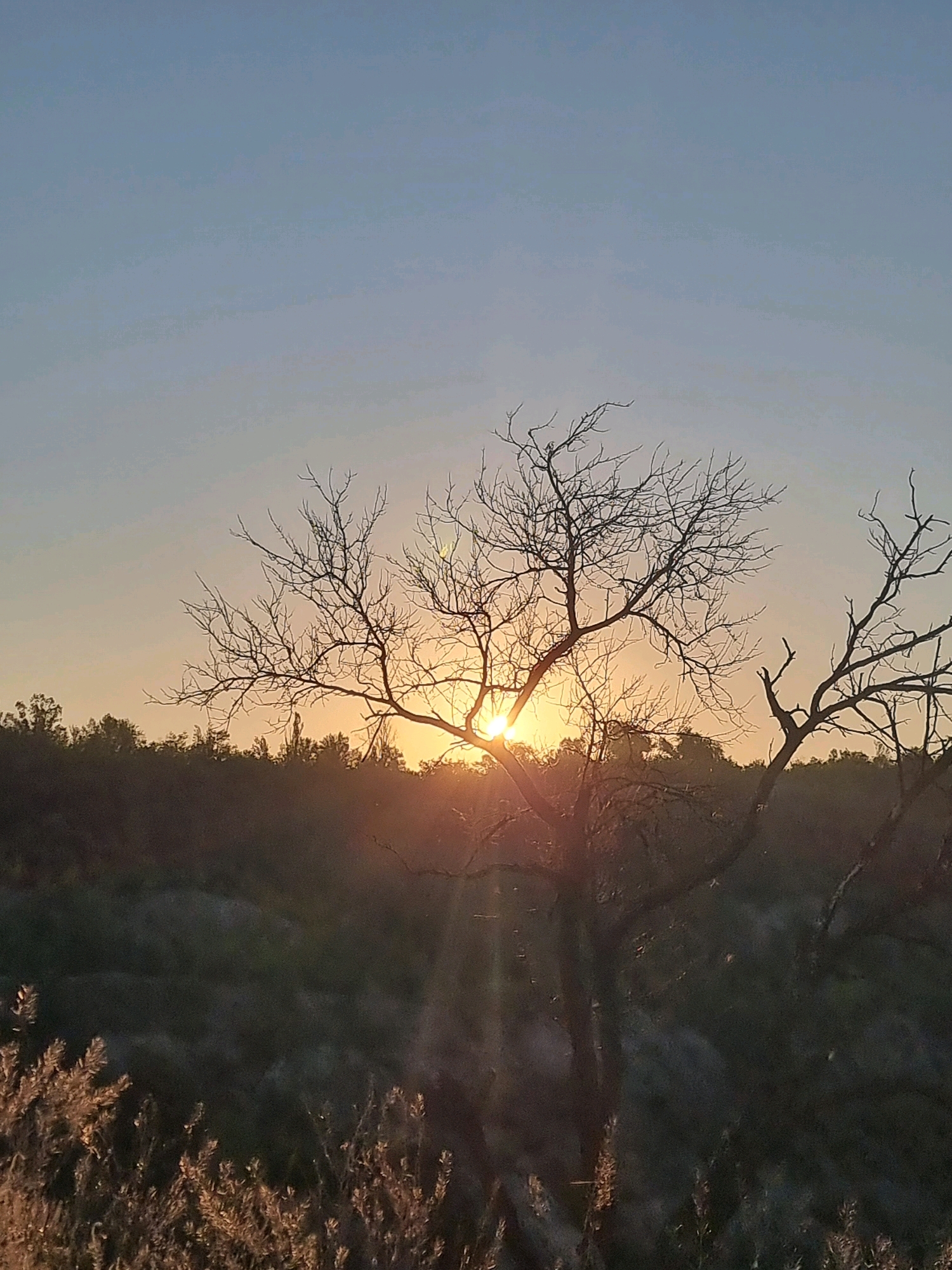 The image captures a sunset over a natural landscape, likely in a rural or park area outside of Kryvyi Rih, Ukraine. The foreground is dominated by dry, sparse vegetation, possibly reeds or dried grasses, illuminated by the warm glow of the setting sun. Behind this, a dark, silhouetted forest line stretches across the middle ground. The main subject is a large, bare tree with intricate branches silhouetted against the sky. The sun is partially obscured by the tree, creating a radiant effect with visible light rays emanating from behind its branches. The sky is a gradient of soft blues and oranges, indicating the transition from day to night. There are no people or animals visible in the frame. The overall atmosphere is serene and natural.