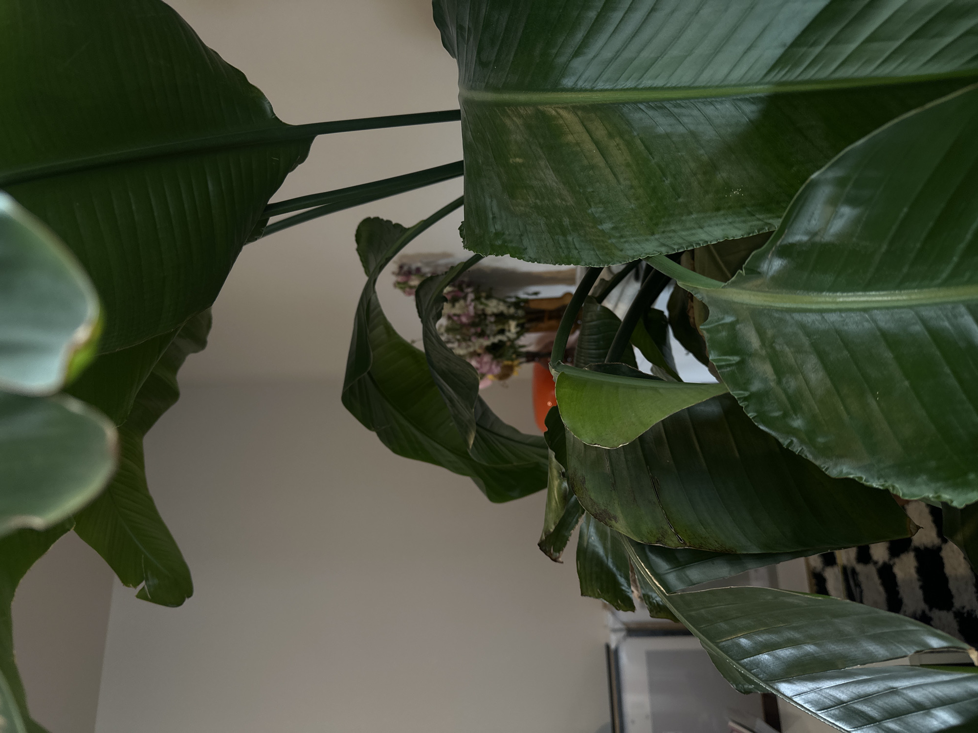 The image features a close-up, low-angle view of a plant with large, green, glossy leaves, possibly a bird of paradise. Some leaves appear healthy, while others show signs of browning or damage. Behind the plant, a glimpse of an interior space is visible, including a vase with flowers on a table. The background is a plain wall. The image does not provide sufficient information to confirm its location in Saint-Ouen-sur-Seine, France. No people, specific actions, or interactions are discernible.