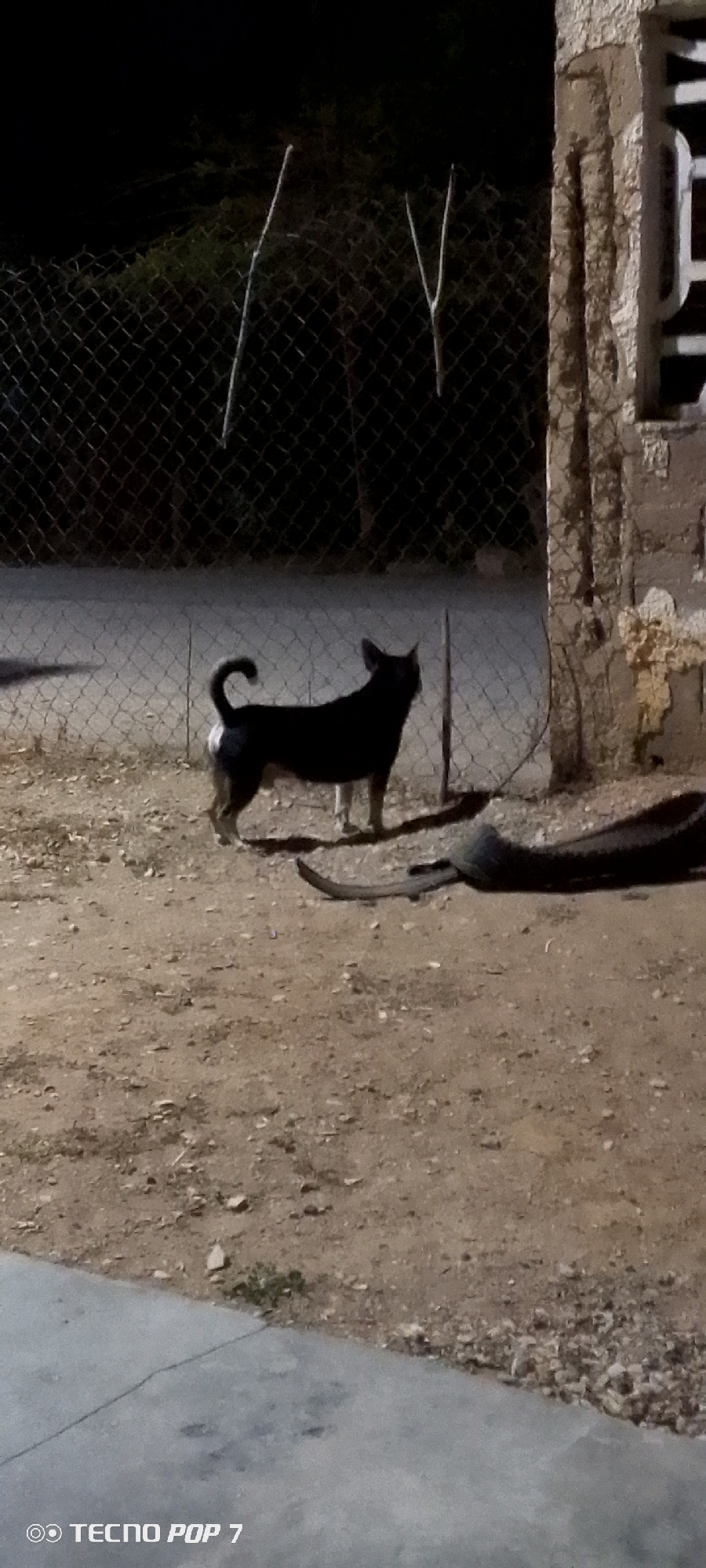 The image depicts a dark scene in what appears to be a yard or open space in Altagracia, Venezuela. A medium-sized, black dog with a curled tail stands near a tire. There is a chain-link fence, part of a building, and some vegetation. It is nighttime, and the lighting is poor. A camera imprint says Tecno Pop 7.
