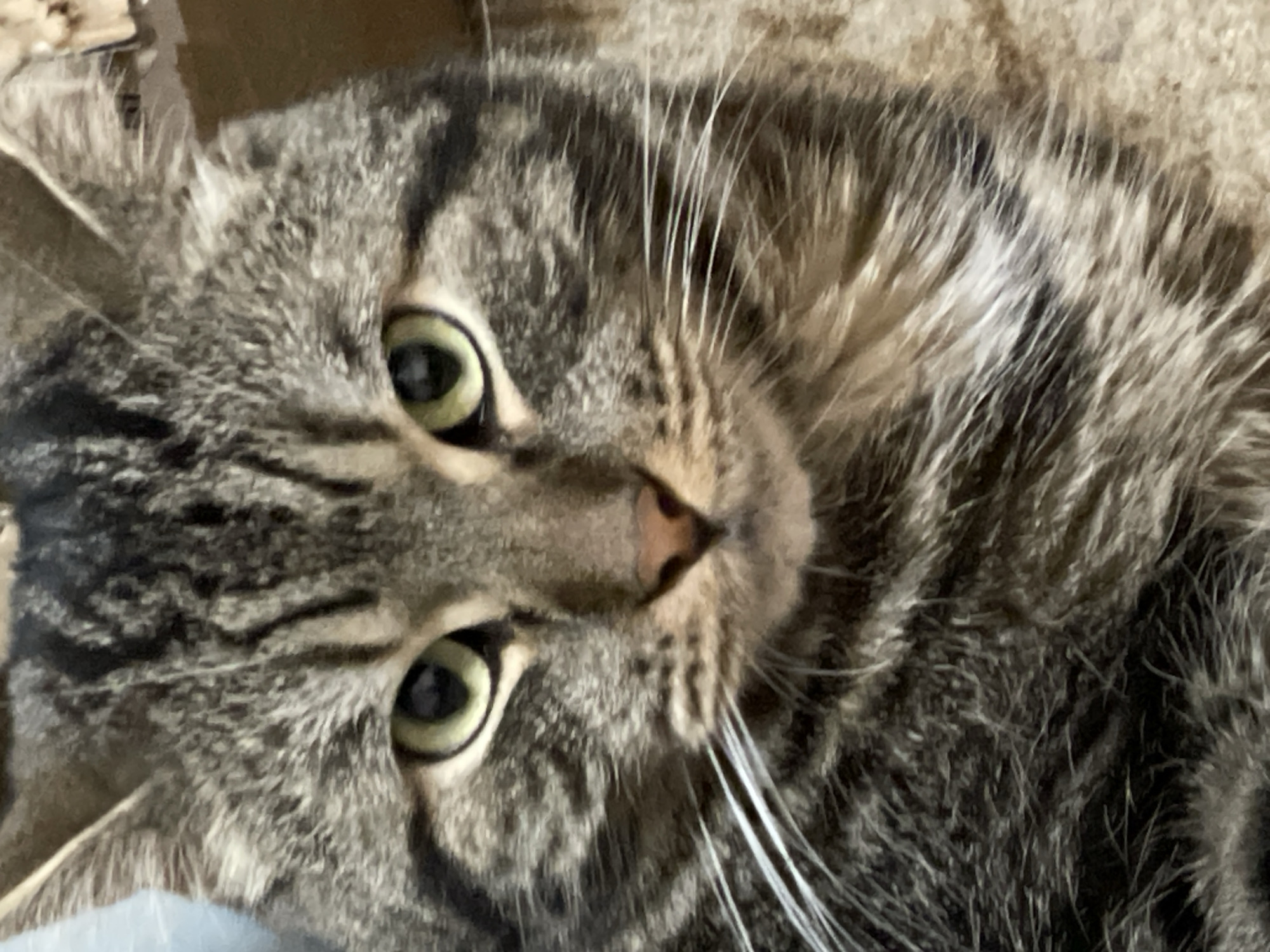 A close-up, head-on shot of a tabby cat. The cat has green eyes and a pink nose. Its fur is striped with shades of brown, black, and gray. The background is blurred, showing hints of a light blue object on the left and a brown, cardboard-like surface on the right. The image quality is slightly grainy. There are no discernible landmarks or elements that would indicate a specific location in Cherkasy, Ukraine.