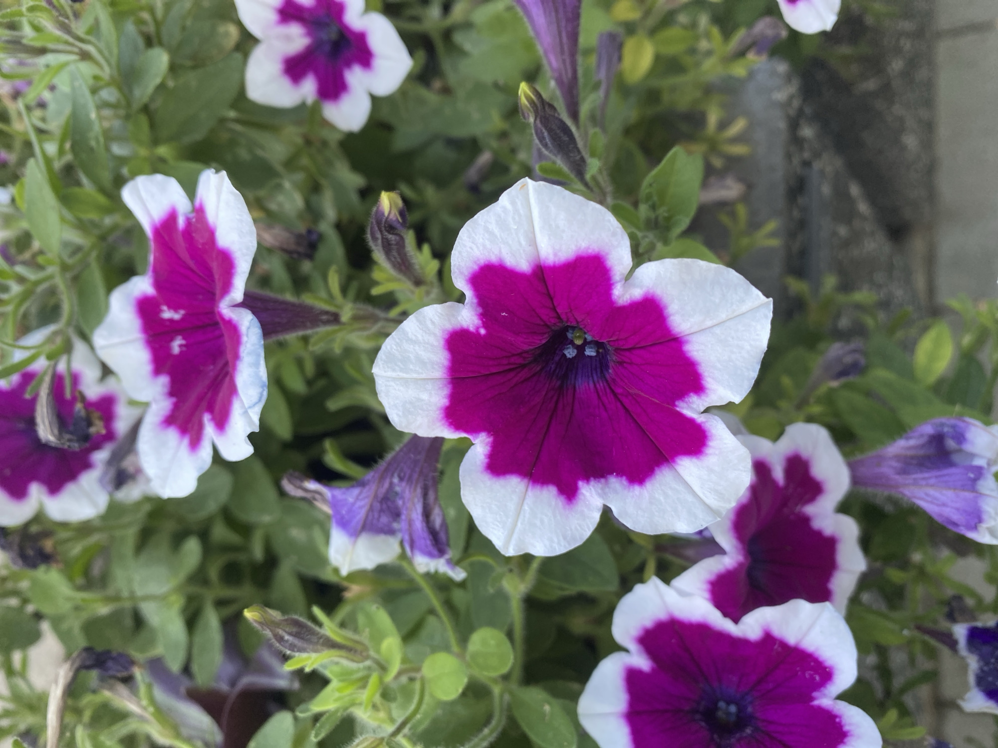 The image is a close-up, eye-level shot of several vibrant petunia flowers in bloom. The flowers are predominantly white with striking magenta centers that fade to a lighter purple towards the petal edges. The texture of the petals appears soft and delicate. Green leaves and buds are interspersed among the flowers, providing a lush backdrop. The lighting suggests it is daytime, possibly overcast or in partial shade, as there are no harsh shadows. The overall impression is one of natural beauty and botanical detail. The image does not contain any discernible urban elements or any context that would allow for its localization to Chișinău, Moldova, or any specific city.