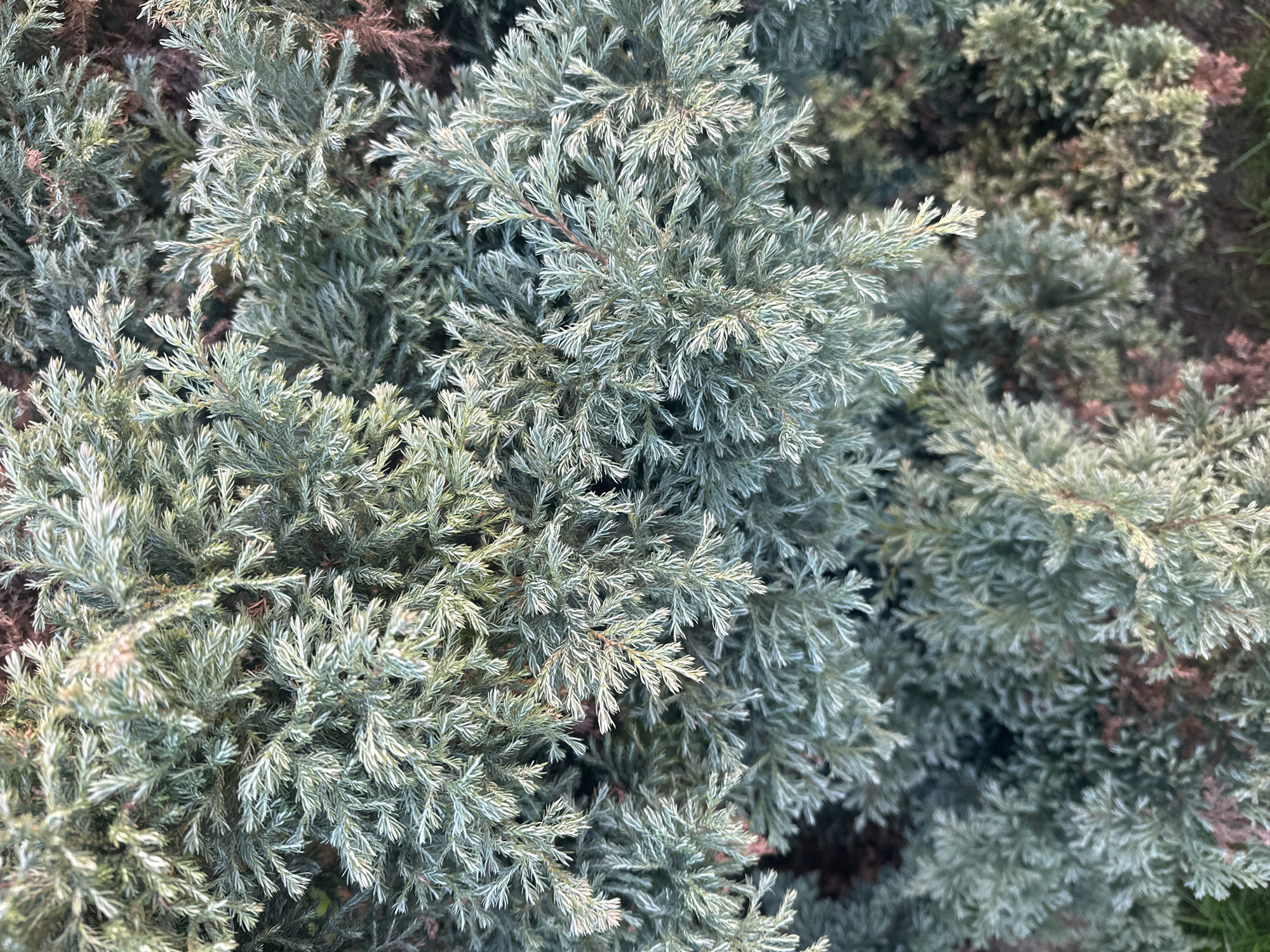 This is a close-up, overhead, vertical, medium shot of the foliage of a blue-green evergreen shrub. The leaves are needle-like and feathery, with some browning and rust-colored tones visible beneath the fresher growth. The lighting suggests it is daytime, possibly late afternoon, as there are subtle shadows and highlights on the leaves. The image is cropped tightly on the plant, providing no context about its surroundings other than the suggestion of a ground surface below. There are no people or animals present. The texture of the foliage is dense and intricate. The image does not contain any discernible elements that would allow for the identification of a specific location in Minsk, Belarus.