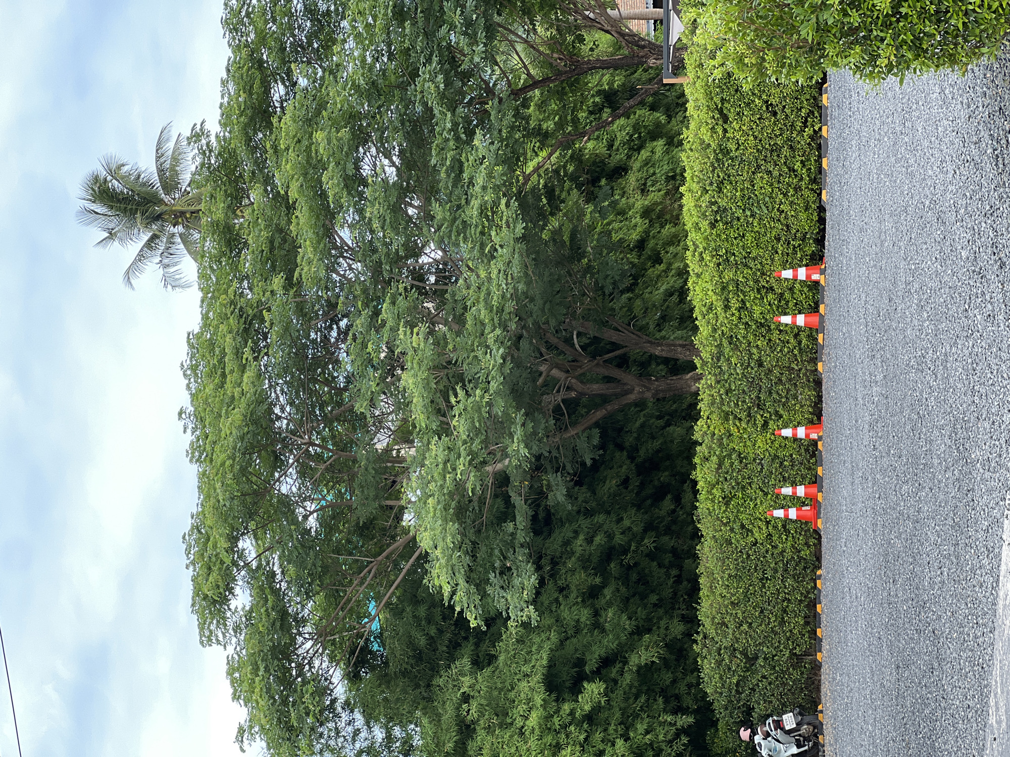 The image shows a view along a gray gravel road lined with a thick green hedge on one side. Orange and white striped traffic cones stand intermittently along the edge of the road, next to the hedge. Beyond the hedge, a large, leafy tree dominates the frame, reaching upwards to a cloudy sky. A palm tree is also visible in the background. A scooter sits on the edge of the frame on the bottom left corner. The location appears to be outdoors in an urban or suburban environment. The city is unknown.