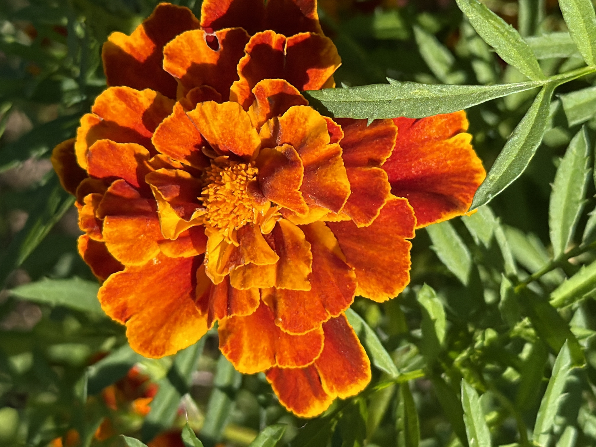A close-up, high-angle shot captures a vibrant orange marigold flower in full bloom, set against a backdrop of blurred green foliage. The flower's numerous ruffled petals exhibit a gradient of color, transitioning from deep orange at the edges to a brighter yellow-orange towards the center. The center of the flower is tightly packed with smaller, more intricate florets. The surrounding leaves are a rich green, with some appearing sharp and in focus, while others are soft and out of focus, creating a shallow depth of field. Sunlight casts distinct shadows on the petals, highlighting their texture and form. The scene is situated in an outdoor environment, likely a garden or park, within the city of Rublevets, Russia, though no specific landmarks or human presence are discernible in this close-up view.