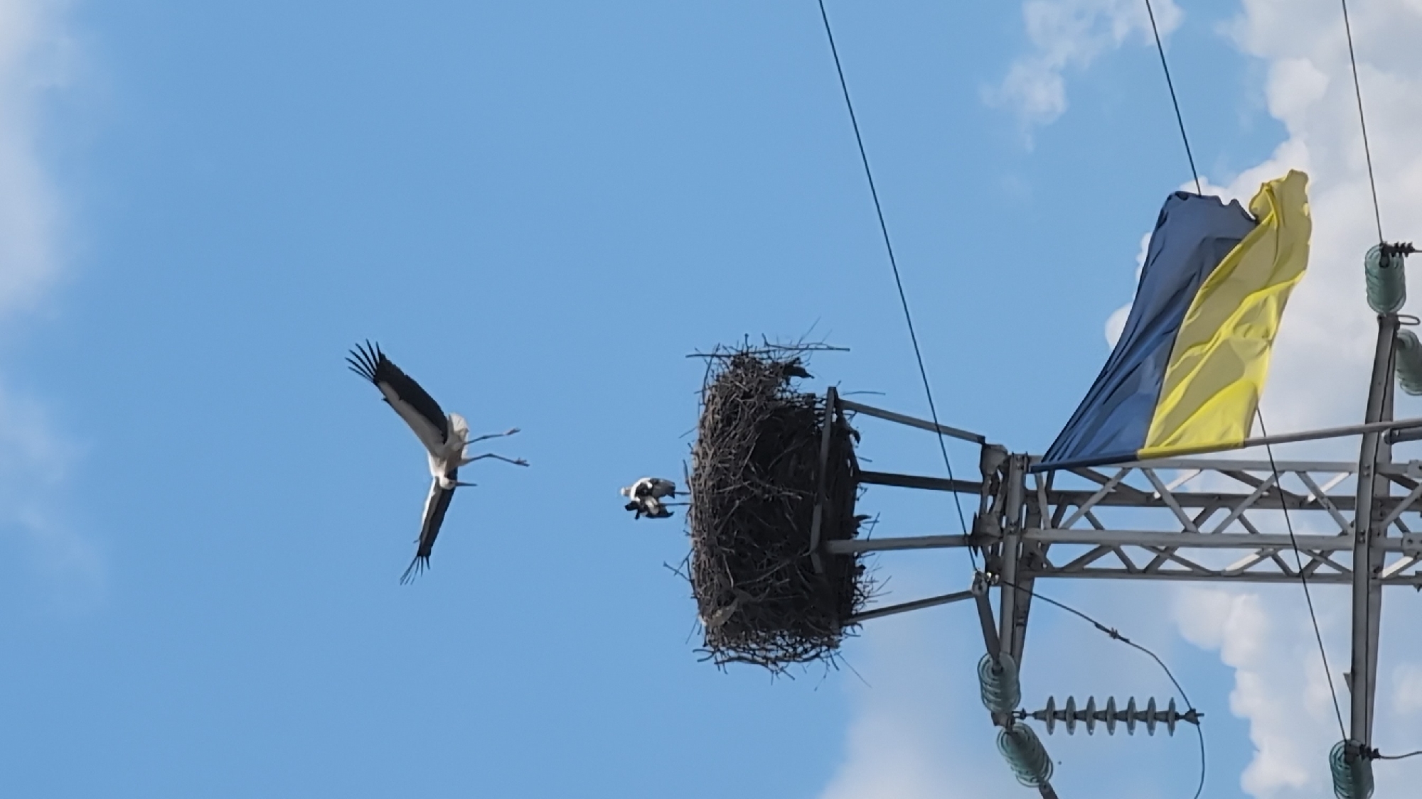 In Izmail, Ukraine, a storks' nest sits atop a utility pole. One stork is in flight above the nest, while another stands within it. The nest is made of twigs and branches. A Ukrainian flag is attached to the utility pole. The sky is blue with scattered clouds. The image depicts a scene of nature intertwined with human infrastructure.