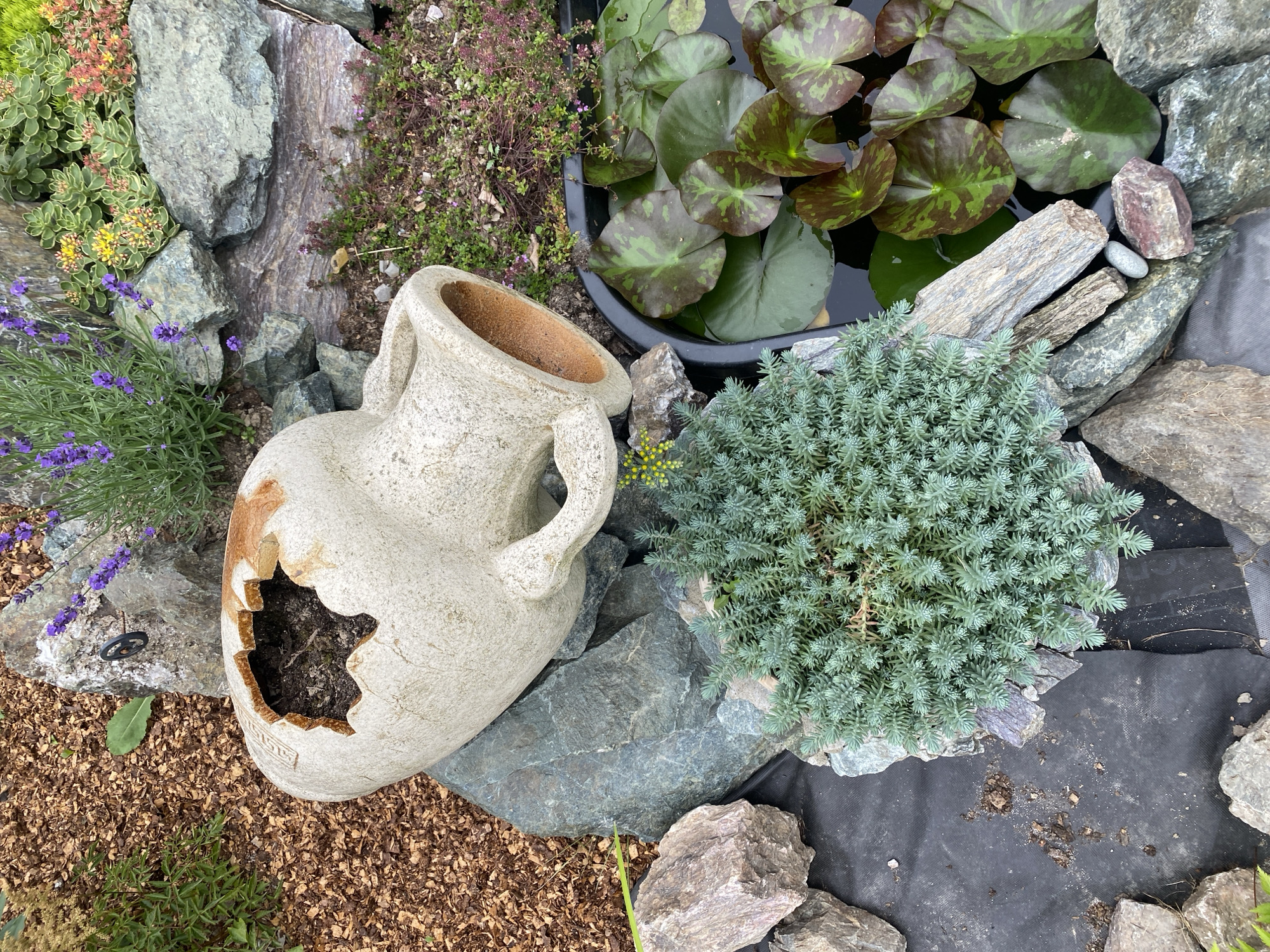 This is a medium shot, taken from a slightly high angle, of a garden scene that appears to be in the city of Tret'ya Pad', Russia. The foreground is dominated by a large, cracked, amphora-shaped ceramic planter lying on its side, filled with soil and a small green plant. The planter is nestled amongst various grey and brown rocks, with some reddish-brown wood chips to the left and a black pond liner visible beneath the rocks and a small, dense green succulent plant. To the right of the planter, a black pond is filled with several lily pads in various shades of green and burgundy. Beyond the planter and rocks, in the background, are more rocks, a lavender plant with purple flowers, and other low-growing greenery with small yellow and pink flowers. The overall impression is of a deliberately arranged garden feature, possibly designed to resemble a natural rock garden with a water element. There are no people or animals visible in the image.