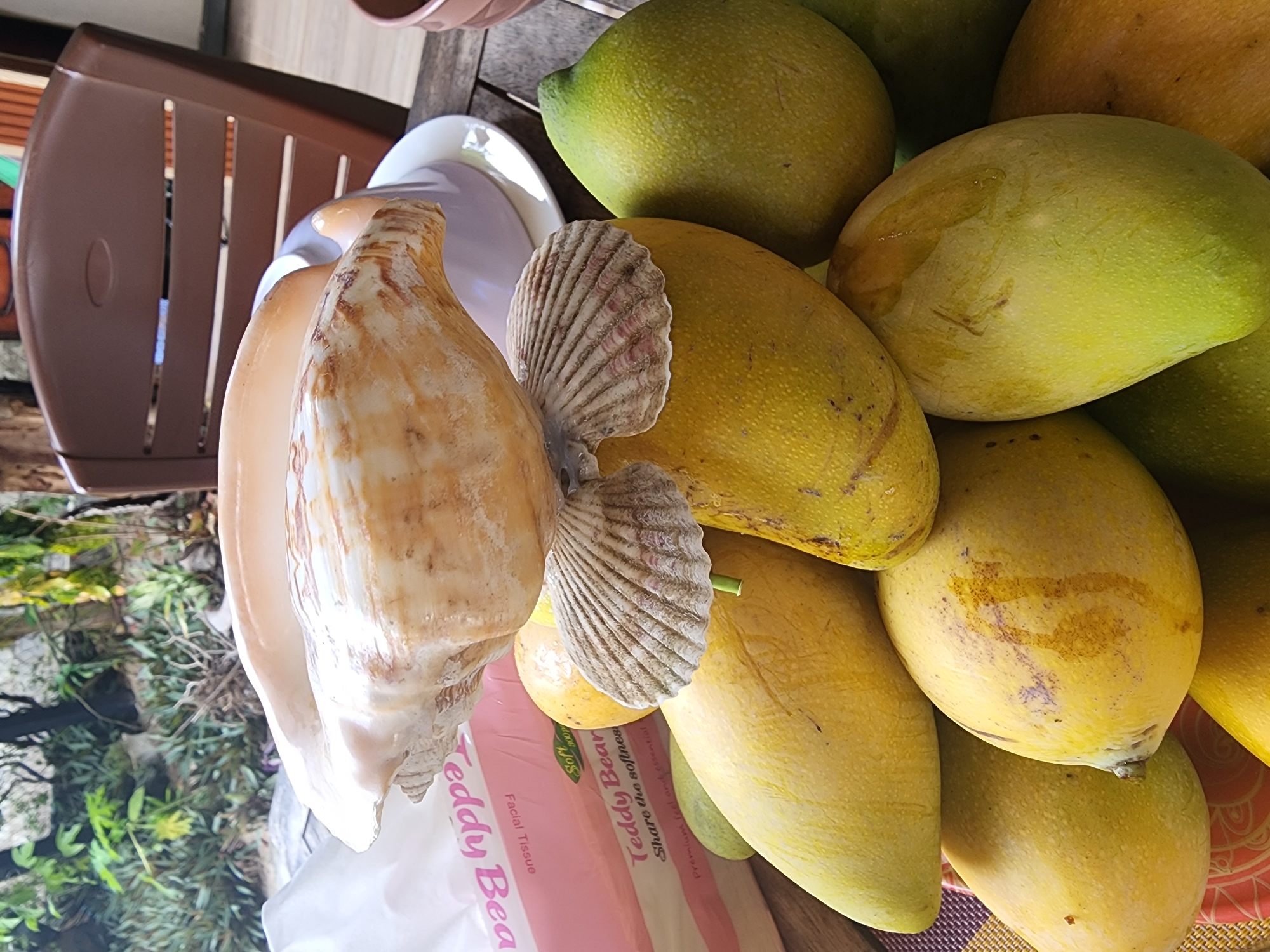 The image captures a close-up, overhead view of a collection of mangos, decorative shells, and other objects, likely situated on a wooden surface in Phan Thiet Ward, Vietnam. The composition is dominated by a large pile of mangos, varying in ripeness from green to yellow, some showing blemishes or natural markings.
Prominently placed on the left side of the frame are a large, light brown conch shell with distinctive ridges and two smaller, ridged scallop shells, which appear to be attached or arranged together.
In the background, to the left, part of a brown plastic slatted chair is visible. Below the shells and mangos, a pink package of "Teddy Bear" Facial Tissue is partially obscured. Visible text on the package includes "Soft," "800 p" (likely referring to count or ply), "Teddy Bear" (twice), "Share the softnes" (likely "softness"), and "Premium feel and essential." A white ceramic bowl or plate is also partially visible behind the shells.
To the bottom left, vibrant green foliage and plants are discernible, suggesting an outdoor or semi-outdoor setting. The natural lighting indicates it is daytime. The overall scene appears to be an arrangement of fruits and decor, possibly for sale or display in a home or market setting.