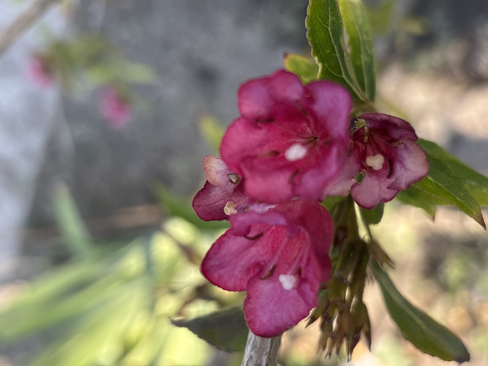 A close-up, low-angle outdoor shot shows a cluster of vibrant pink flowers with small white centers. The flowers are in focus, with detailed petals and delicate stamens. Surrounding the flowers are green leaves, some of which are slightly blurred, and a thin, light-colored branch. The background is out of focus, creating a soft bokeh effect with muted greens and grays. The lighting appears natural, suggesting it was taken during the day. The scene is devoid of people or specific urban landmarks, making it impossible to pinpoint a location within the city of Taraz, Kazakhstan based solely on the image content.