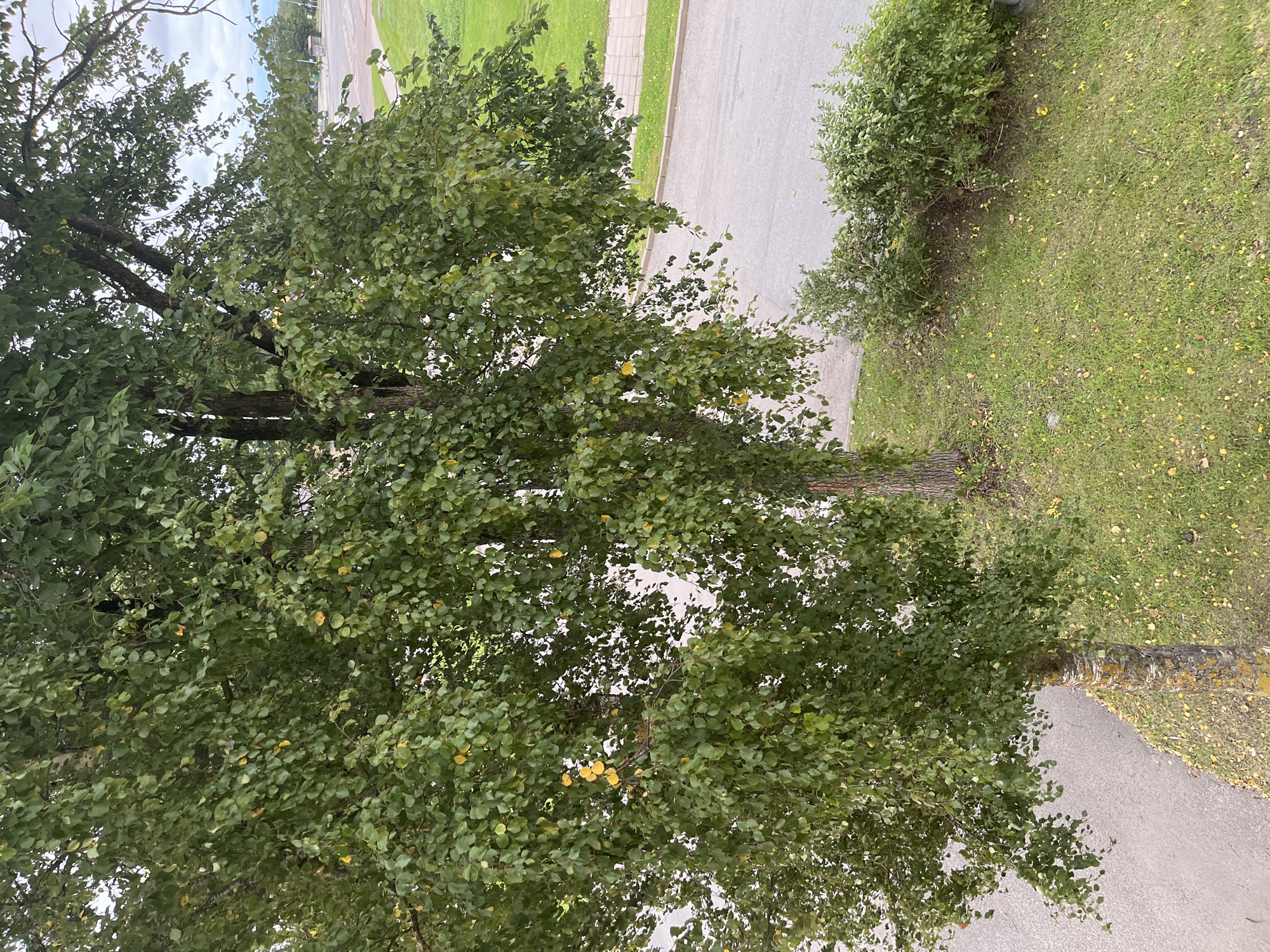 The image depicts an outdoor scene with a large deciduous tree dominating the foreground, its branches laden with green leaves, some showing signs of yellowing, indicating an autumn transition. The tree trunk is textured and appears aged. To the right of the main tree, another tree trunk is visible. The ground beneath the trees is covered in green grass interspersed with fallen yellow leaves. Adjacent to the grassy area is an asphalt surface, possibly a road or sidewalk, with a distinct curb and a paved walkway. Further in the background, a neatly manicured lawn leads to a road with parked vehicles and distant buildings and trees under a cloudy sky. The environment suggests a public space within a city, likely Kohtla-Järve linn, Estonia, given the specific context. No people or immediate actions are observed in the image.