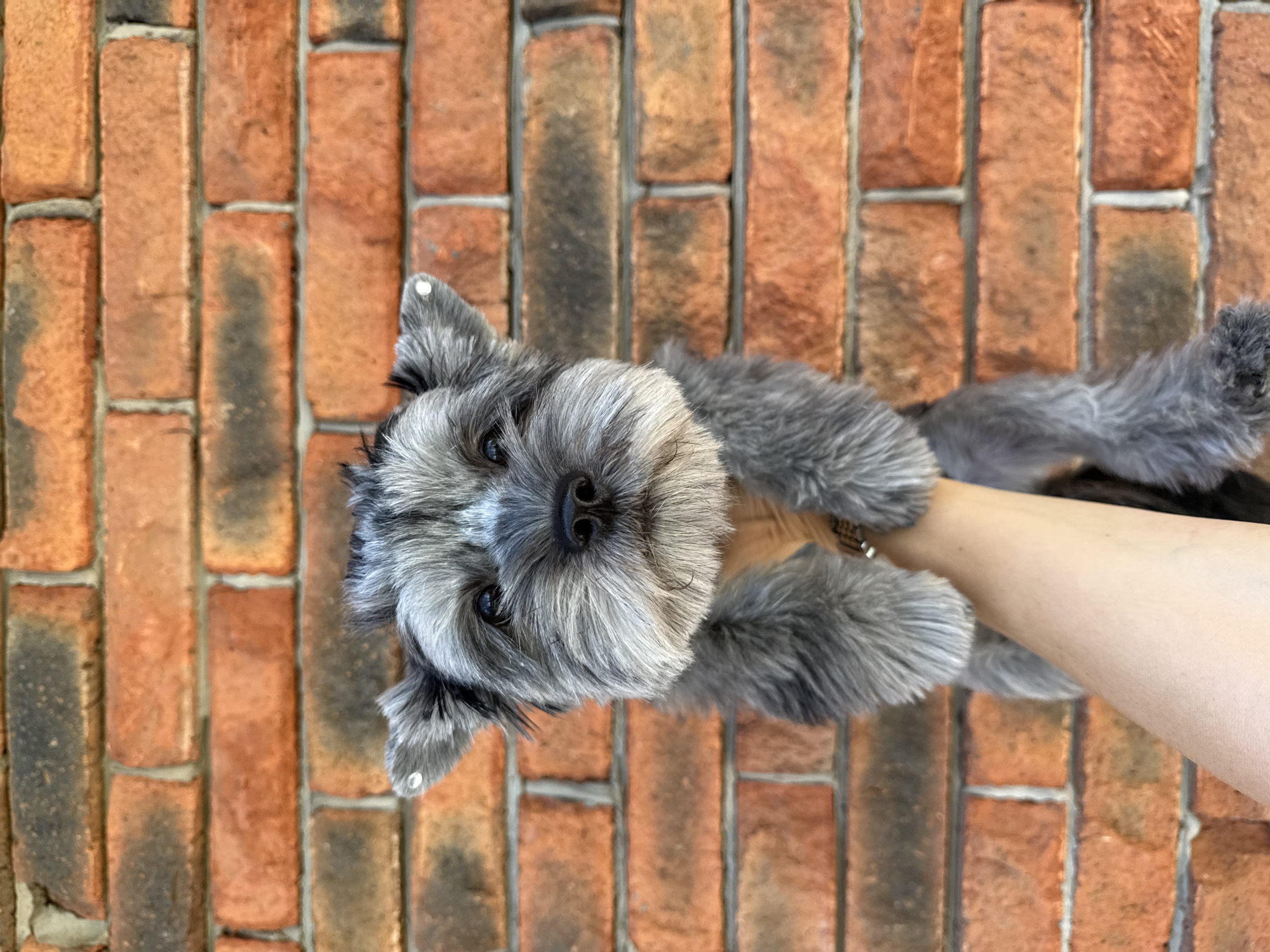 A small gray dog with a shaggy cut is being held up against a red brick wall. The dog has large, expressive eyes and its ears are perked up. Small shiny objects, possibly jewels, are attached to the tips of its ears. The dog's fur is groomed in a way that emphasizes its face, with longer hair around its snout and cheeks. The brick wall is rough in texture, with varying shades of orange and brown. The lighting suggests it is daytime. No specific landmarks or signs are visible to indicate a location within the city of Chaikovsky, Russia.