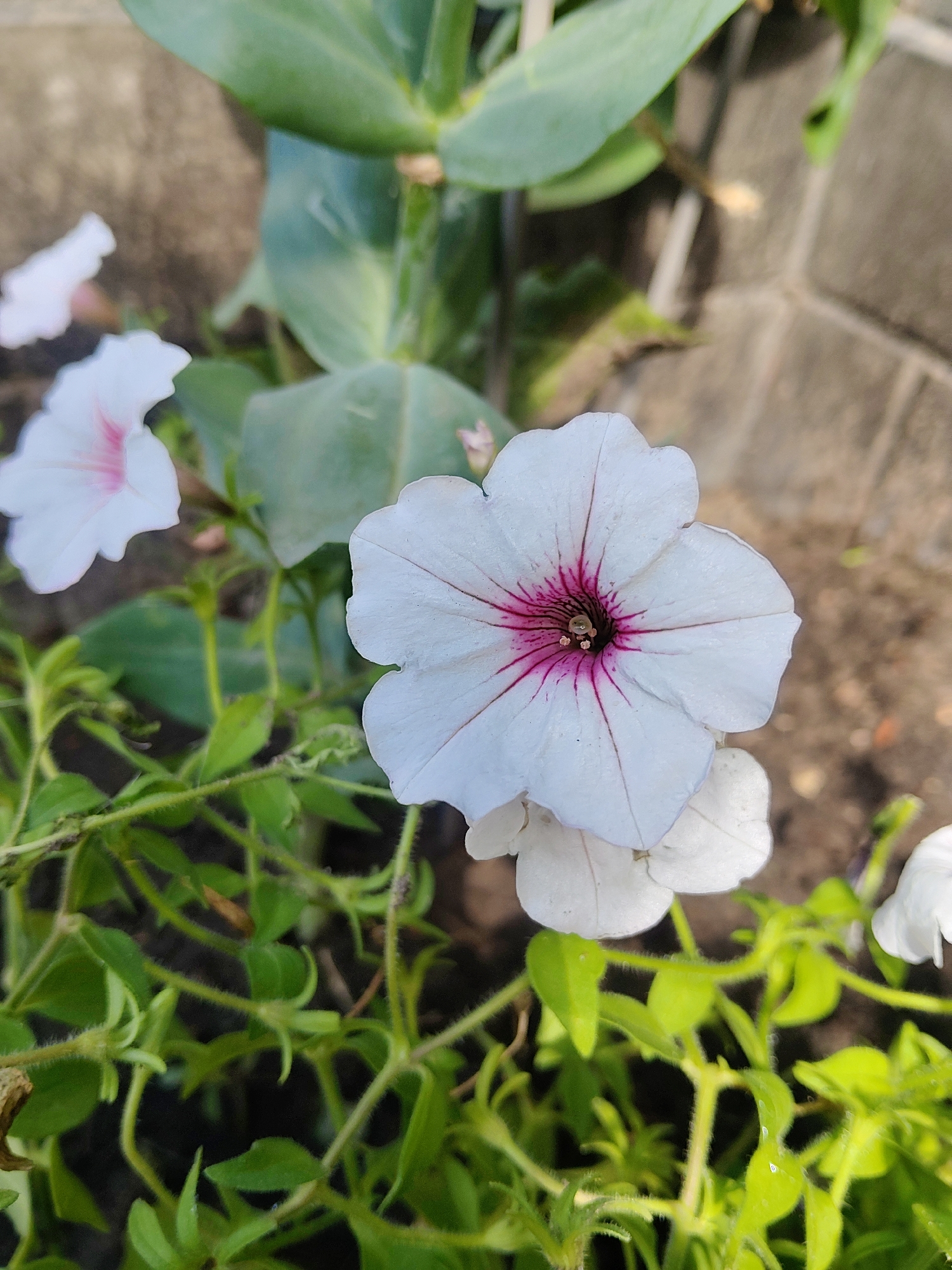 This is a close-up, vertical, eye-level shot of white petunia flowers with deep pink centers, growing in an outdoor environment. The flowers are in focus, with soft green foliage and a blurred background suggesting a wall or pavement. The overall lighting indicates daylight. The image does not contain any identifiable landmarks or contextual information that would allow for its specific location to be determined within Kharkiv, Ukraine, or any other city.