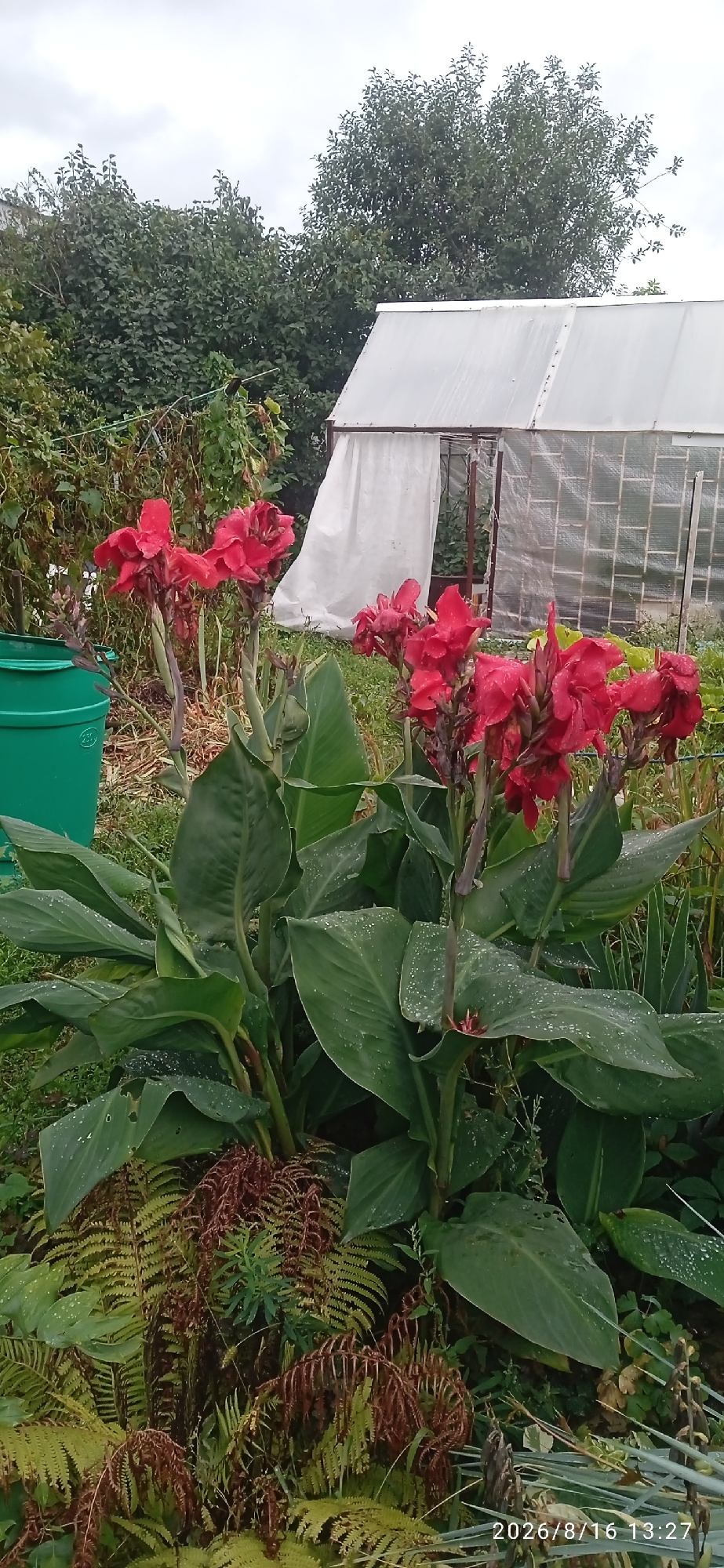 This is a photograph of a garden scene, likely in Blagoveshchensk, Russia, given the timestamp. The primary focus is a cluster of vibrant red canna lilies in full bloom, with large, dark green leaves. Some leaves appear to have water droplets on them, suggesting recent rain or watering. In the background, a translucent greenhouse structure with a white tarp or covering is visible, along with lush green trees and foliage. To the left, a bright green plastic bin is partially visible. The foreground includes several ferns, some with green fronds and others with dried, brown ones. The sky is overcast, contributing to the diffused lighting of the scene. The timestamp "2026/8/16 13:27" indicates the date and time the photograph was taken. There are no people or animals depicted in the image.