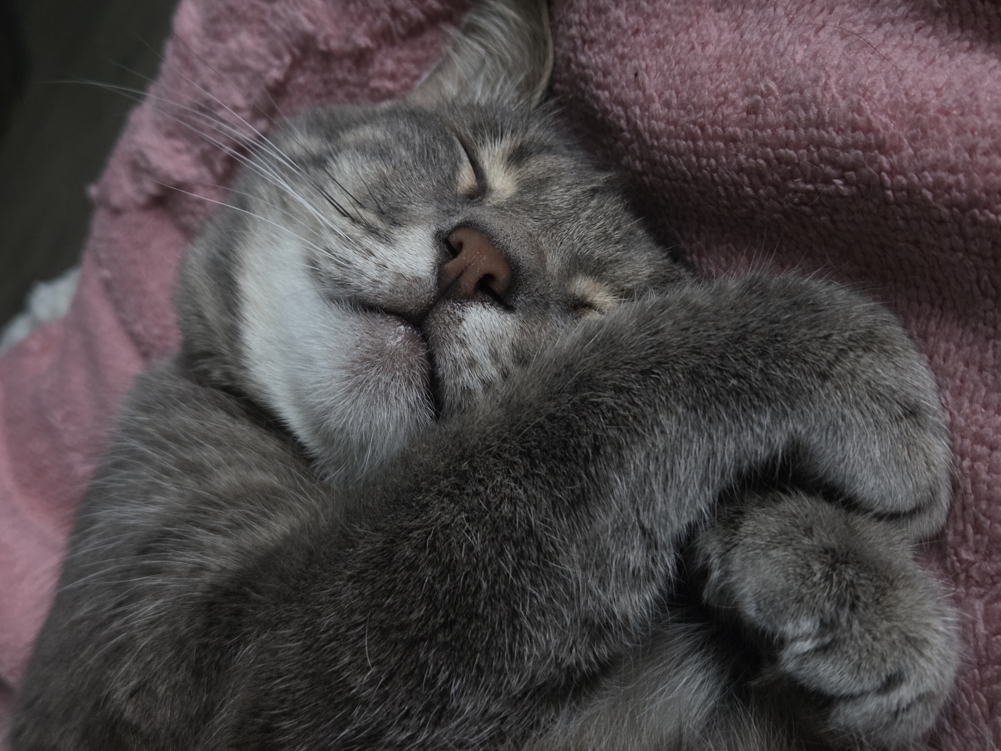 A medium shot captures a gray tabby cat peacefully asleep on a pink fleece blanket. The cat's head is resting on its paws, which are curled up near its face. Its eyes are closed, and the cat appears relaxed. The cat's fur is a mix of gray and white, and its whiskers are visible. The fleece blanket provides a soft background for the cat's slumber. The location is Unknown, Unknown.