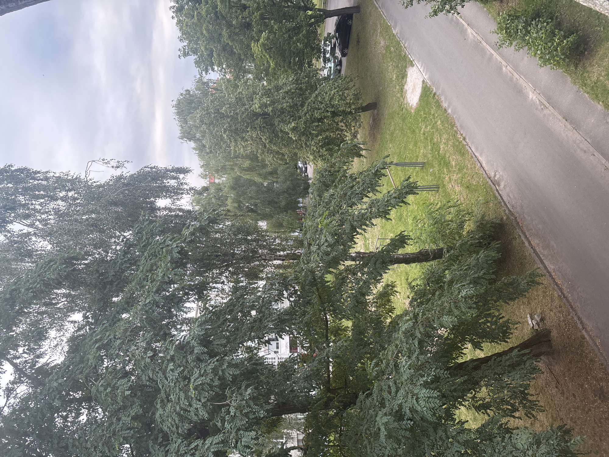 The image depicts a street scene with mature trees and a residential building in Pinsk, Belarus. In the foreground, dense foliage from a tree with compound leaves dominates the left side of the frame. To the right, a paved road runs diagonally, bordered by a grassy area with a few trees. A dark-colored sedan is parked on the side of the road. In the background, a multi-story residential building with numerous windows is visible, partially obscured by the trees. The sky is overcast with gray clouds. There are no people visible in the scene. The overall impression is of a quiet, residential urban environment.